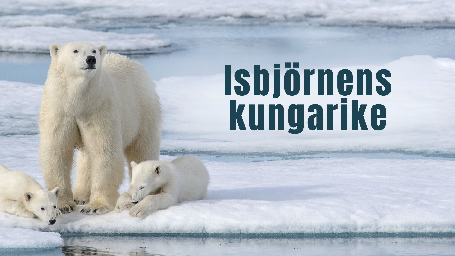 Isbjörnens kungarike