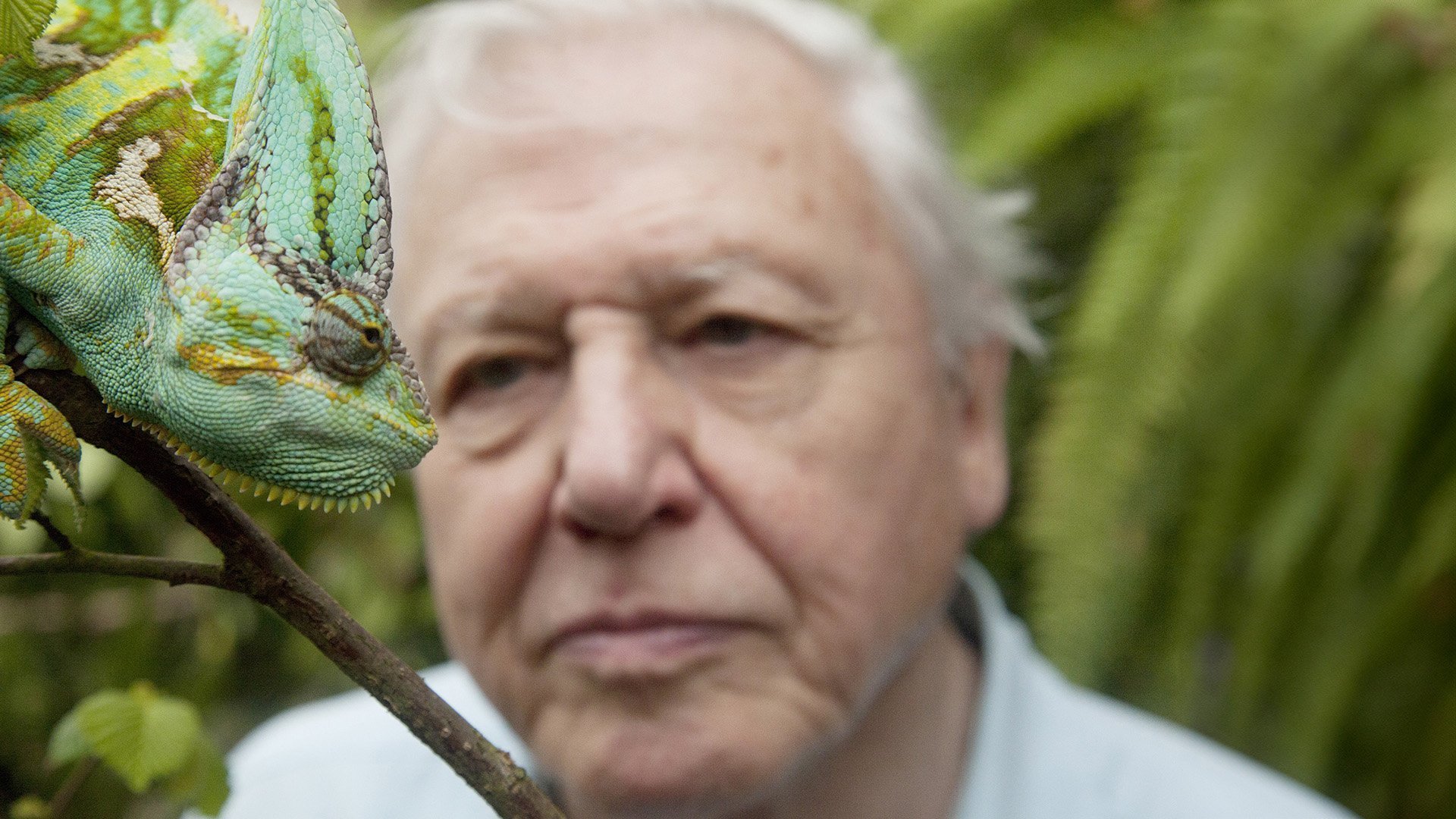 David Attenborough's Natural Curiosities
