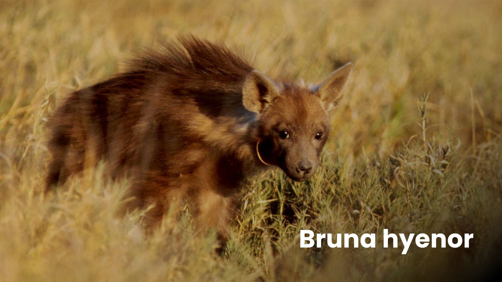 Bruna hyenor
