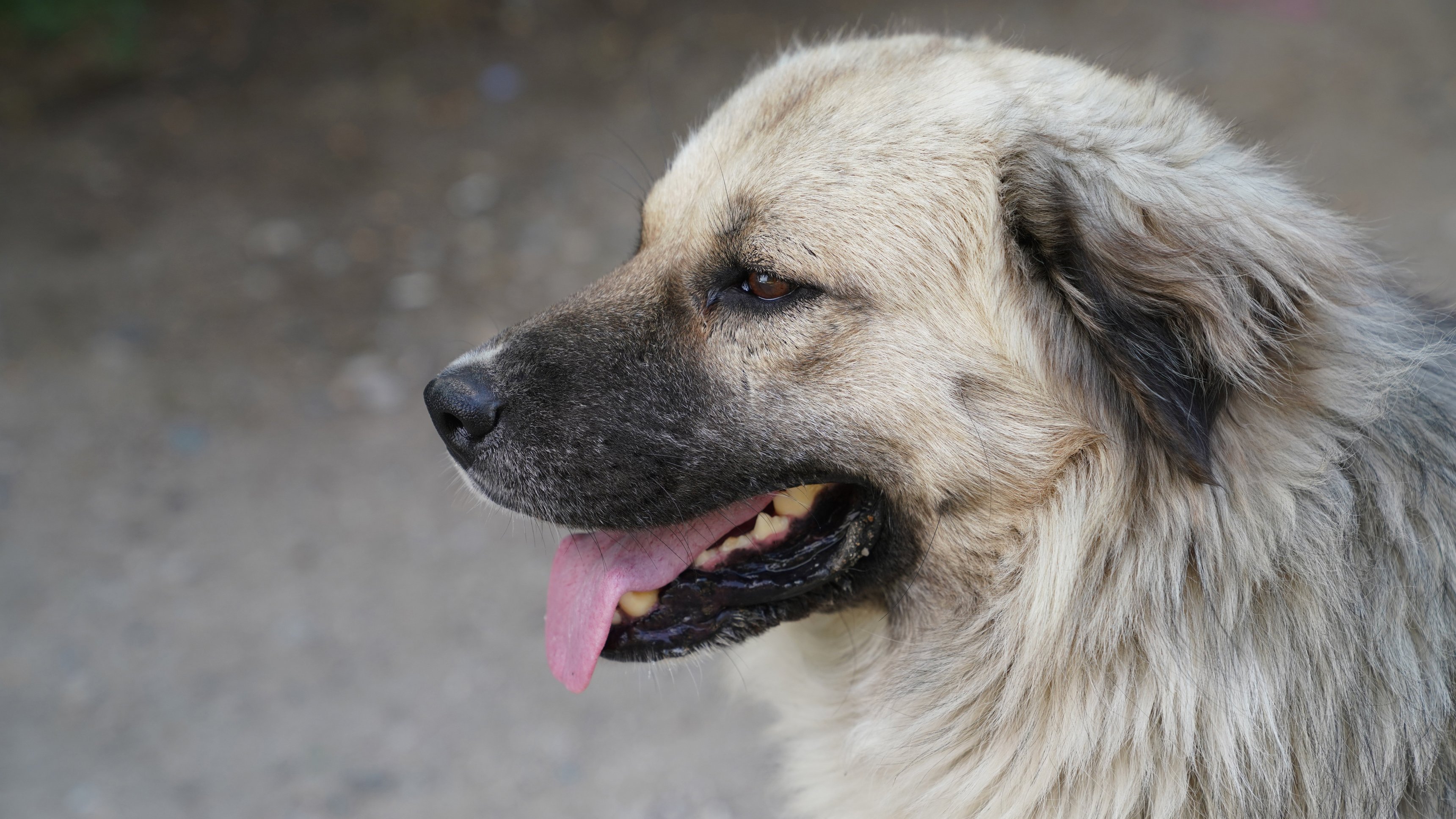1. Junkyard Dog