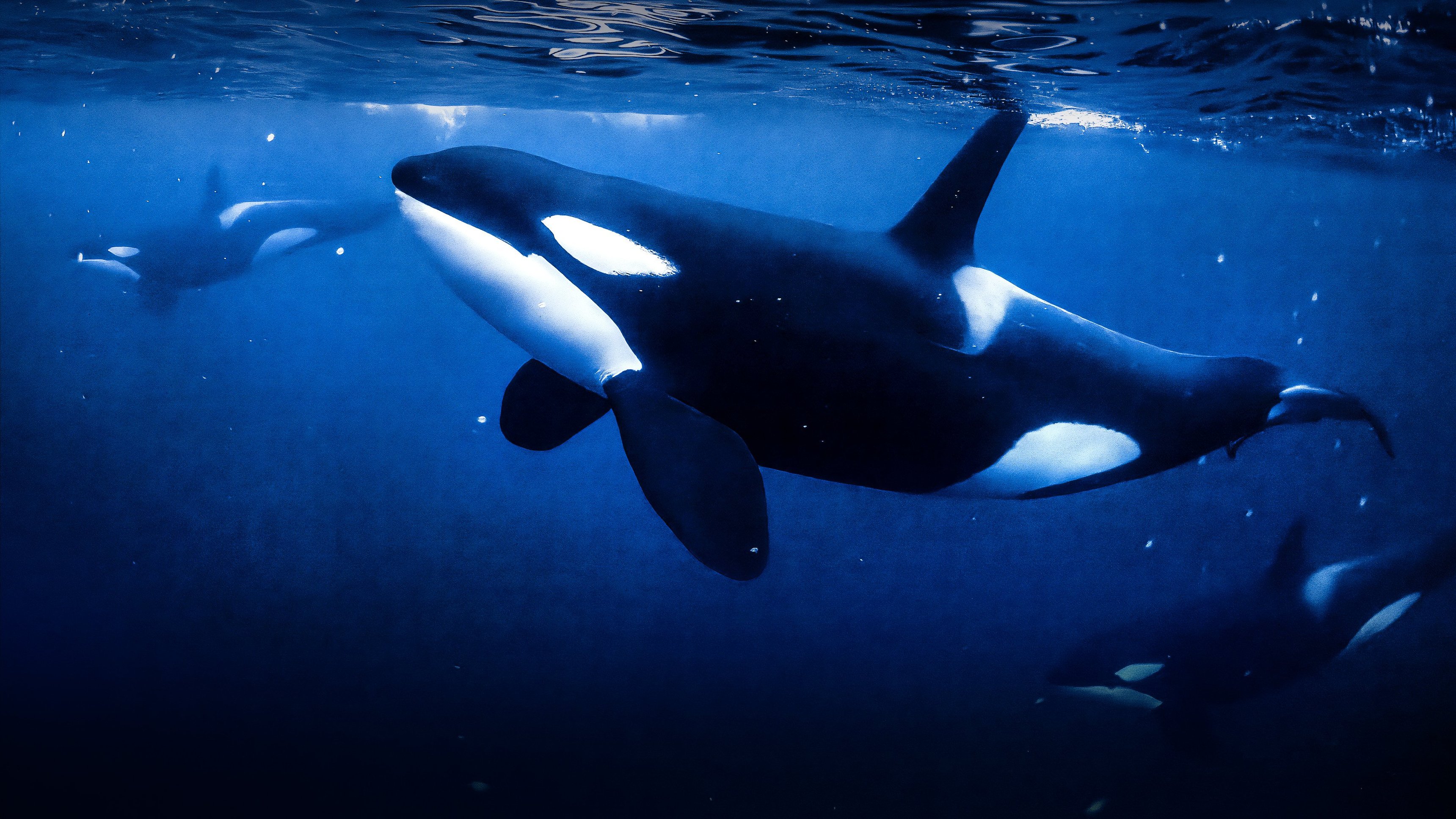 Världens natur: Rädda riktiga Willy