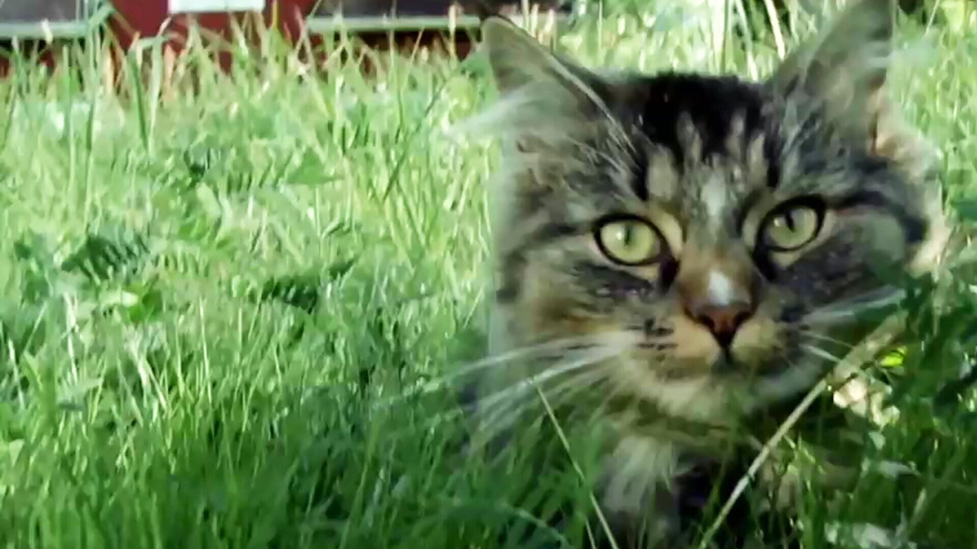18. Katt smyger i gräset