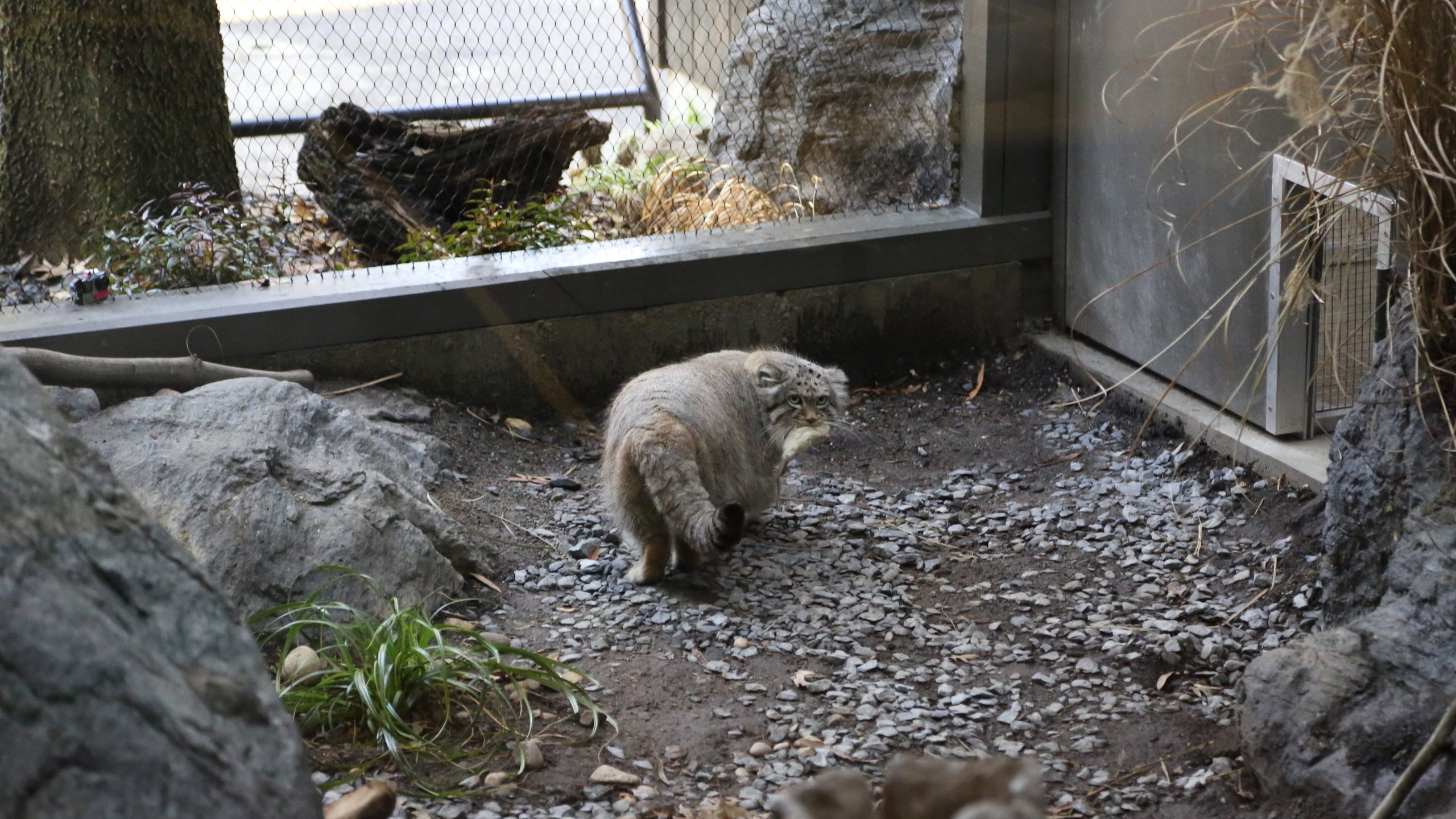 14. Grumpy Cats' New Digs