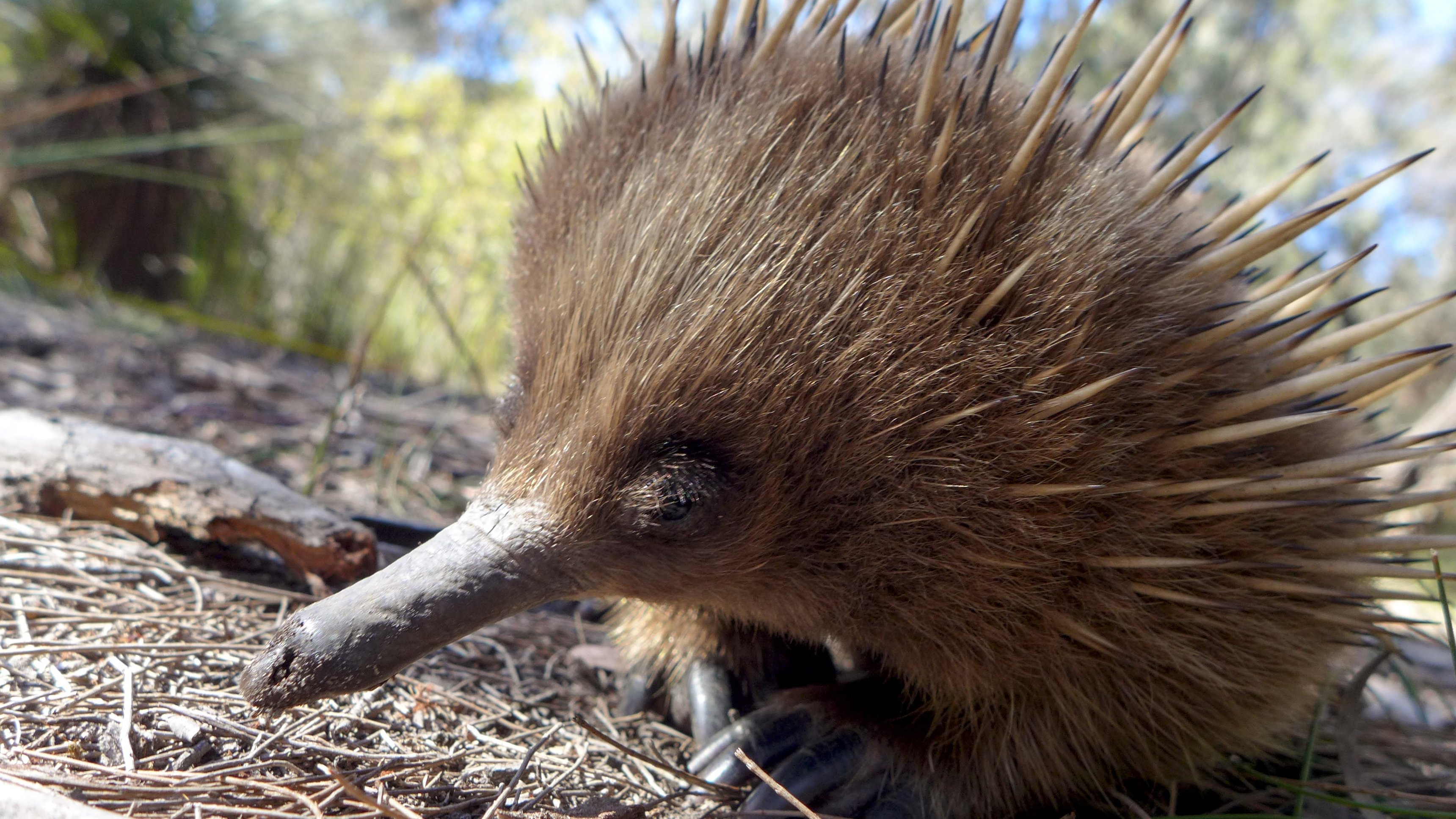 1. Wild Australia - Part