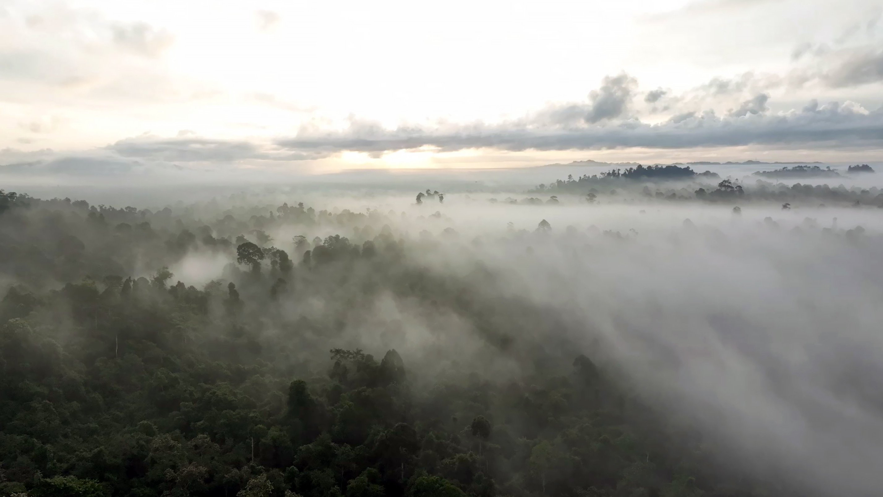 Borneo: Den undergörande skogen