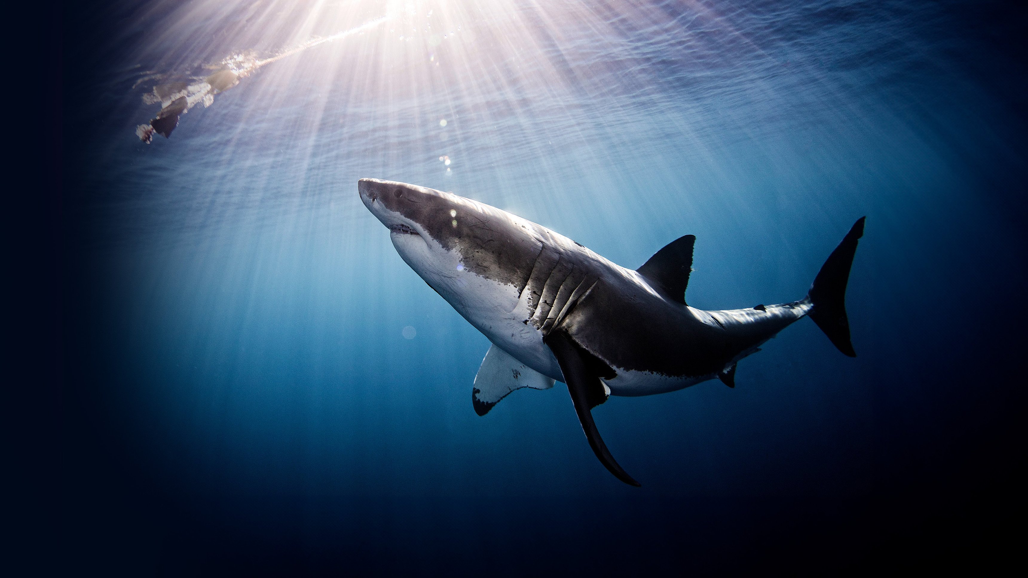 I Was Prey: Shark Week