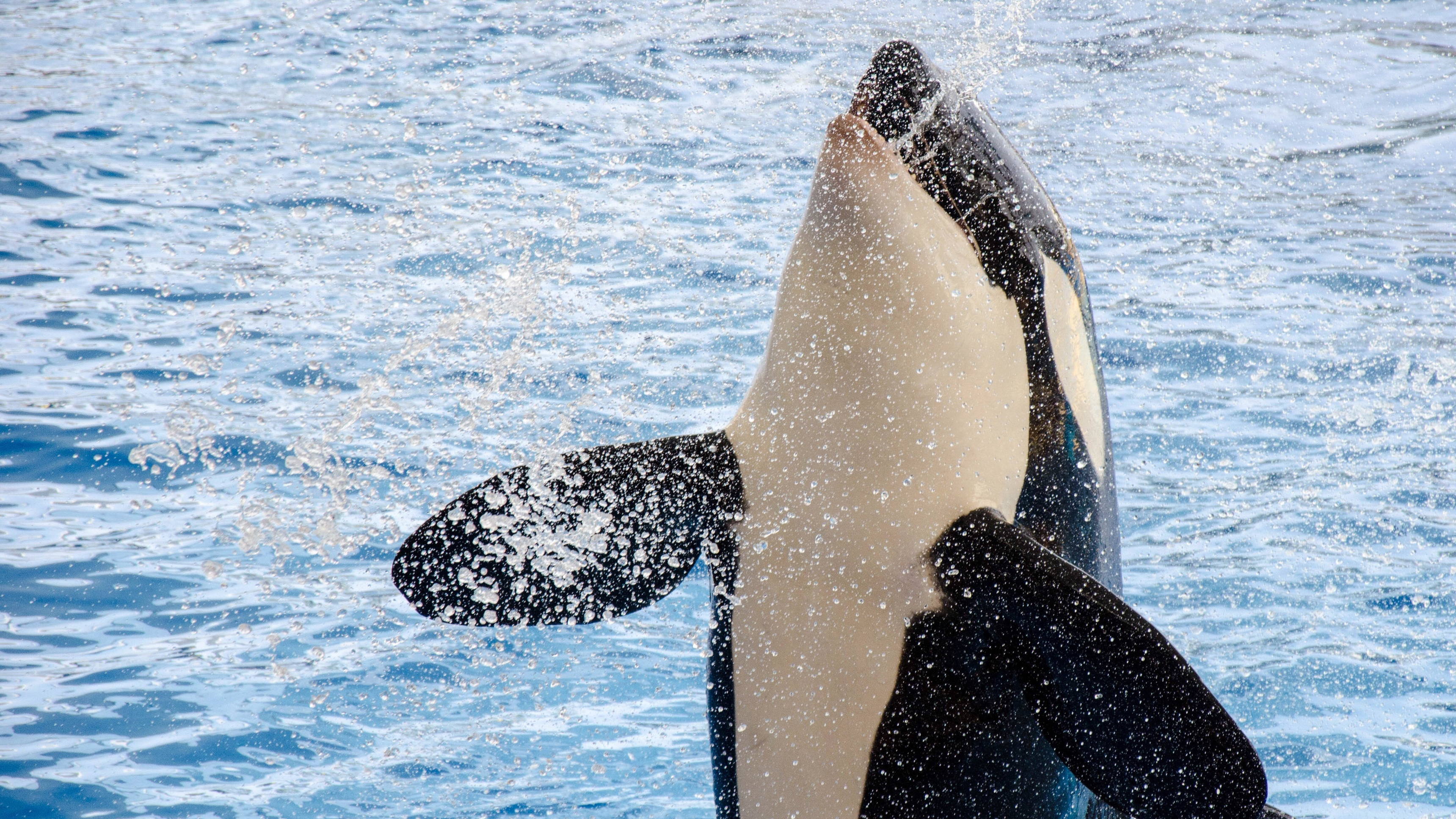 Killer Whales