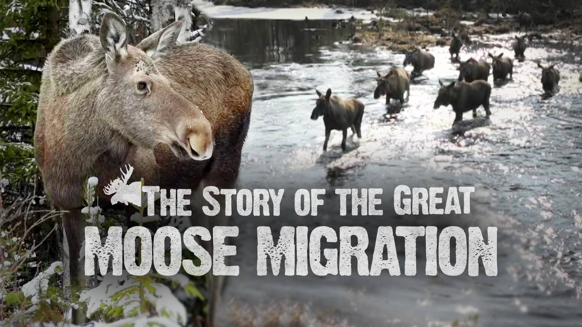 2. The Story of the Great Moose Migration