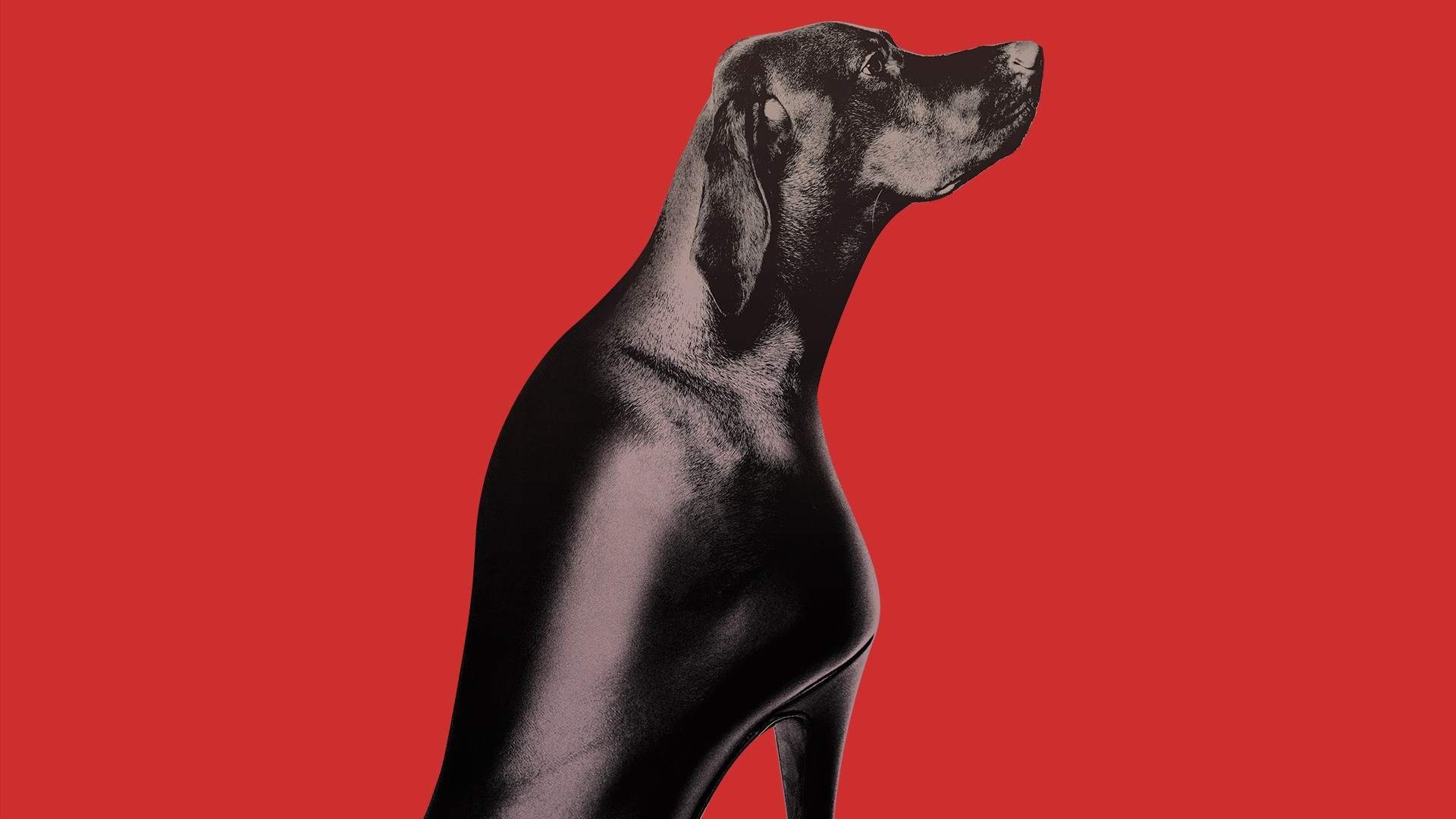 Dogs Don't Wear Pants