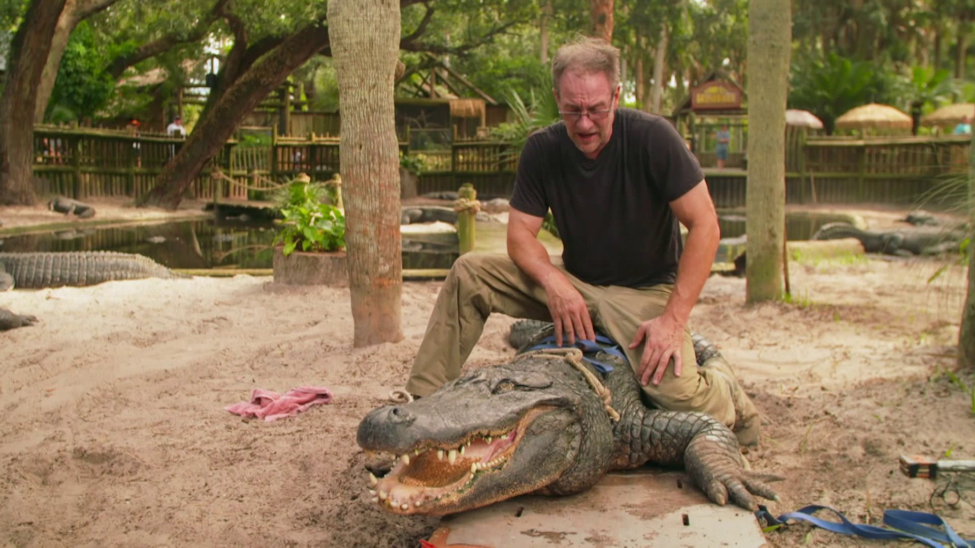 4. Puppy Dog Tails And Crocodile Jaws