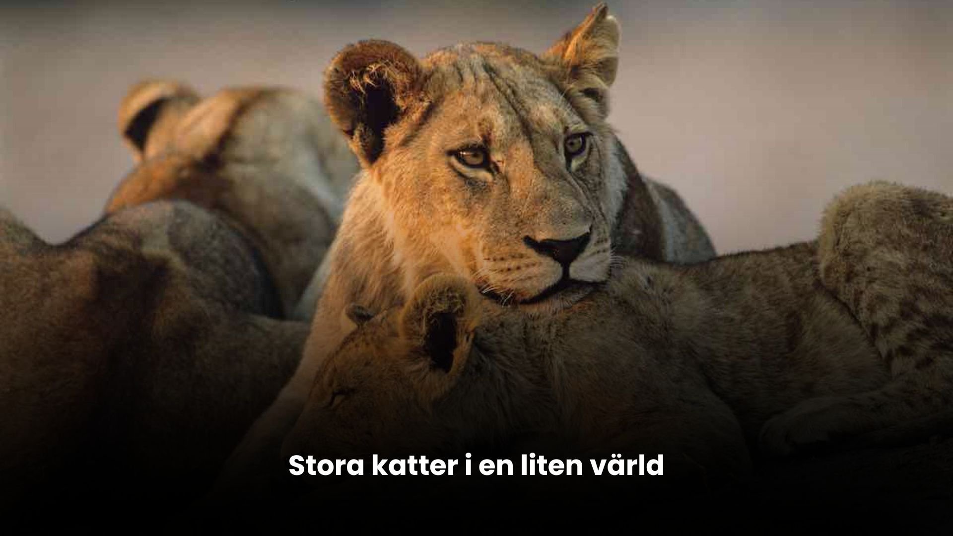 Stora katter i en liten värld