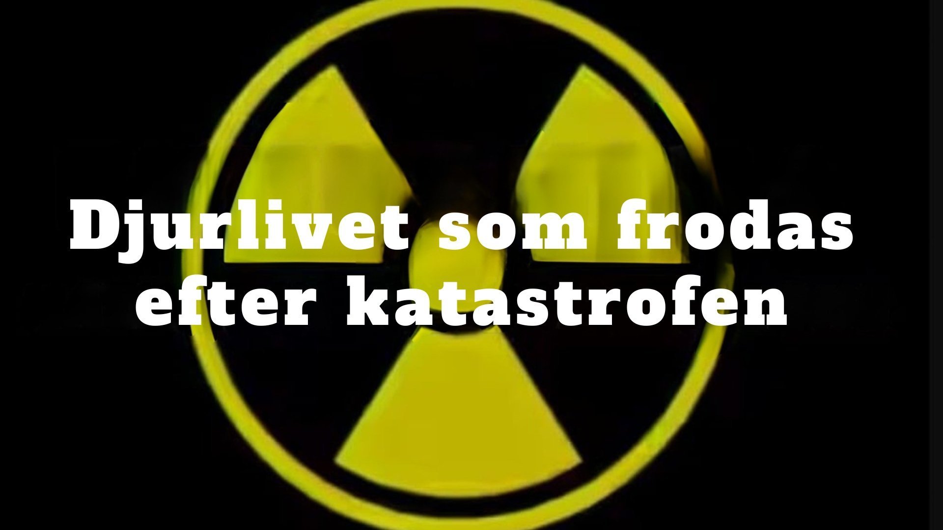 Djurlivet som frodas efter katastrofen