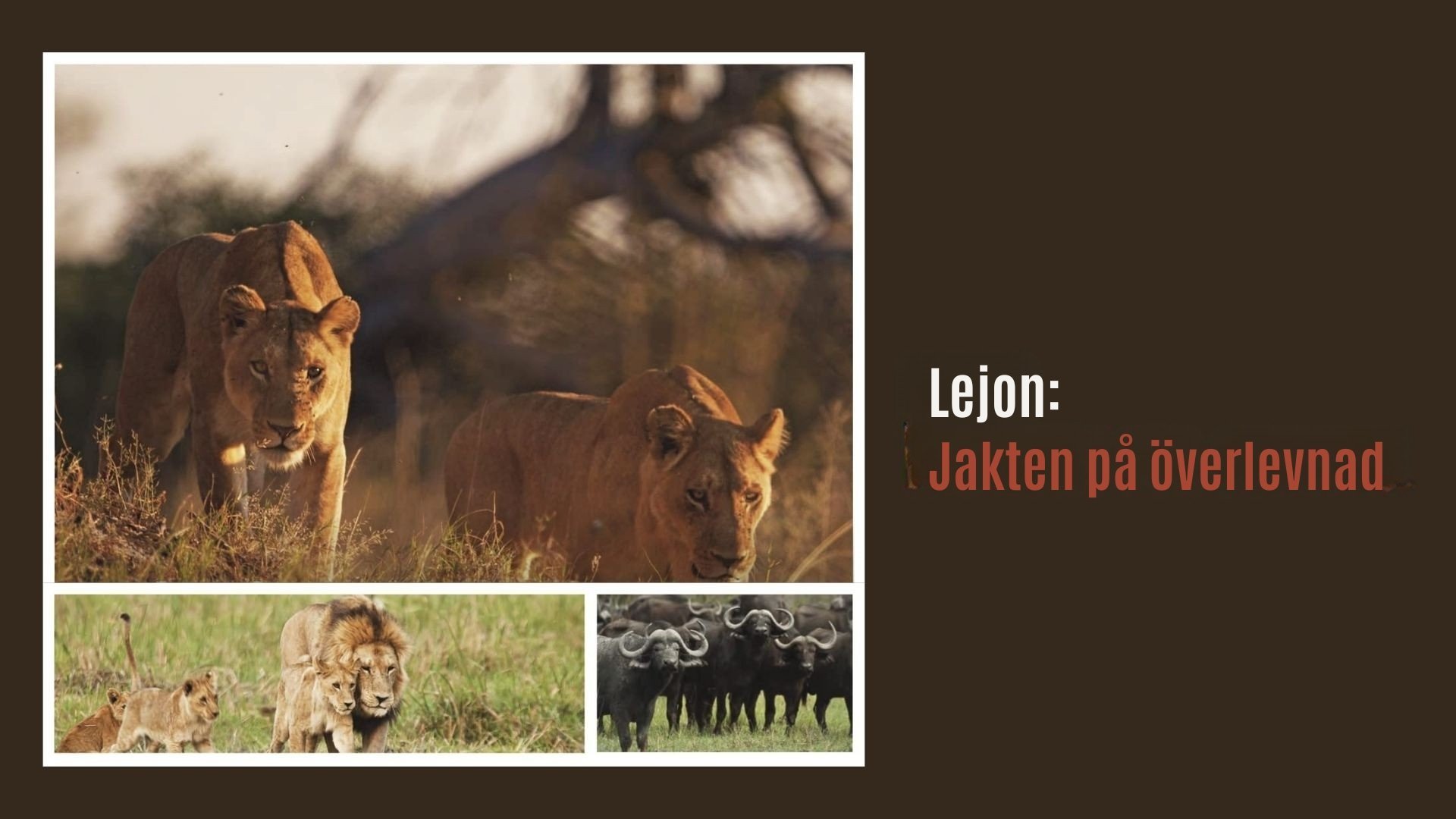 Lejon: Jakten på överlevnad