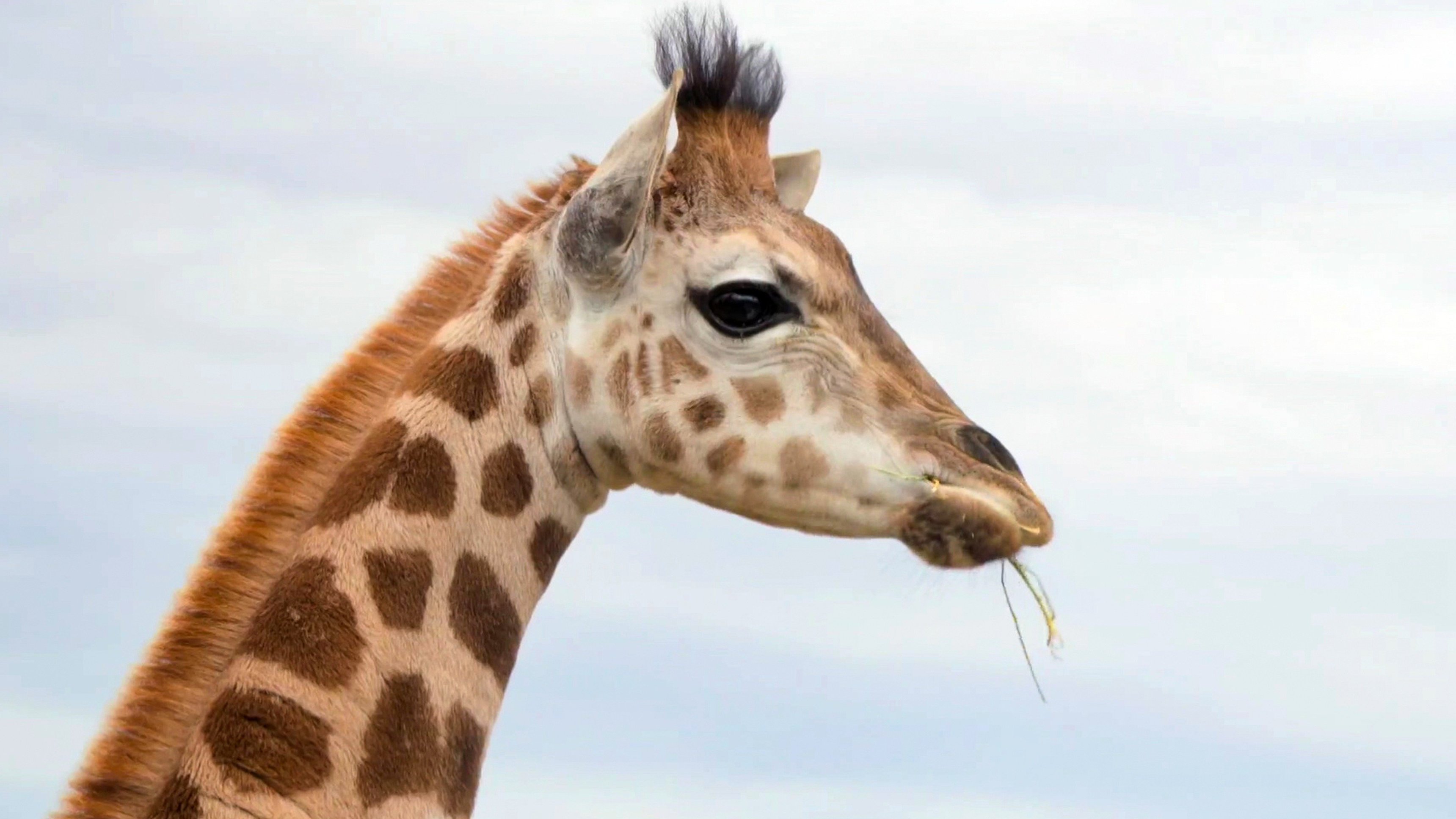 3. Giraffe Road Trip