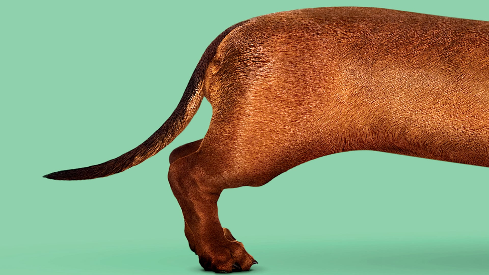 Wiener dog
