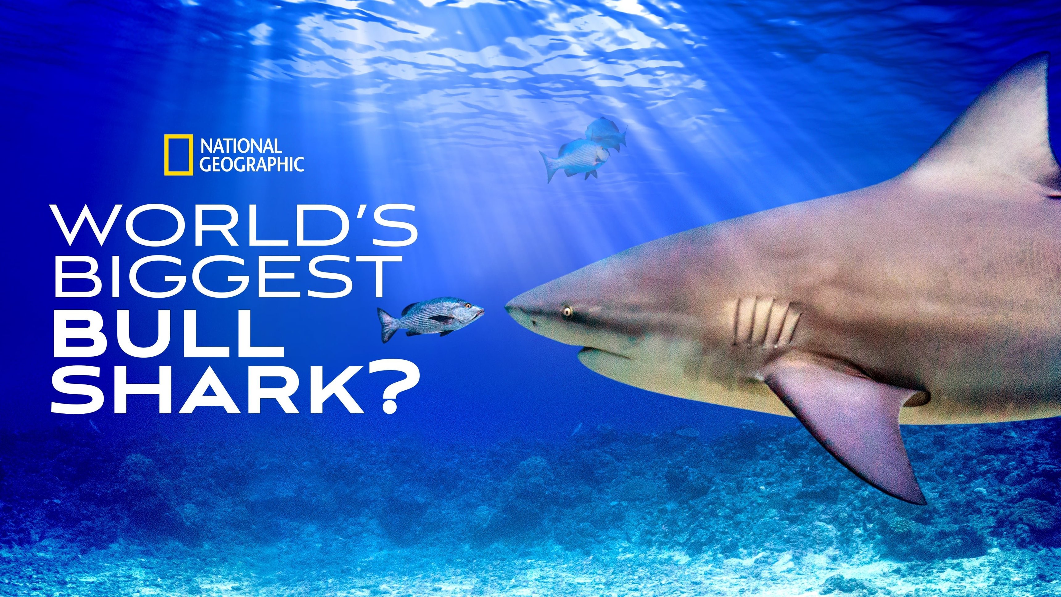 World's Biggest Bullshark
