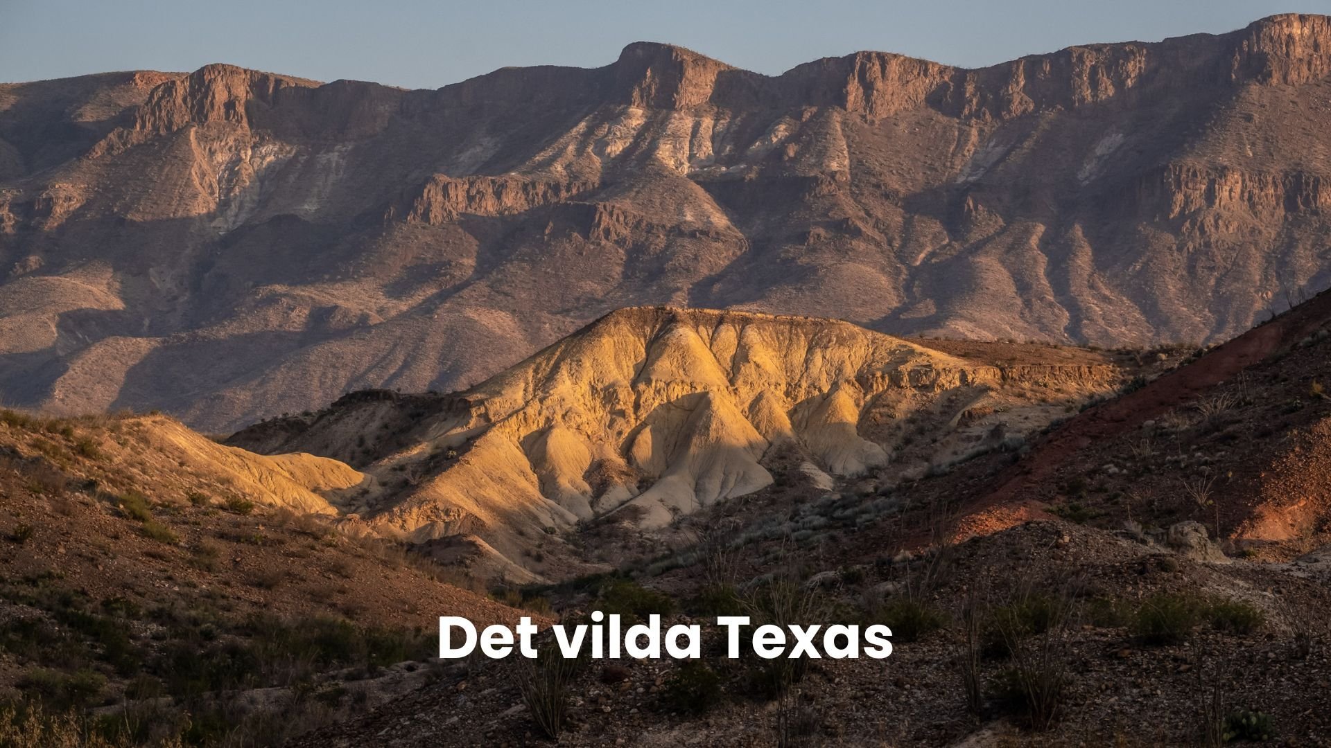 Det vilda Texas