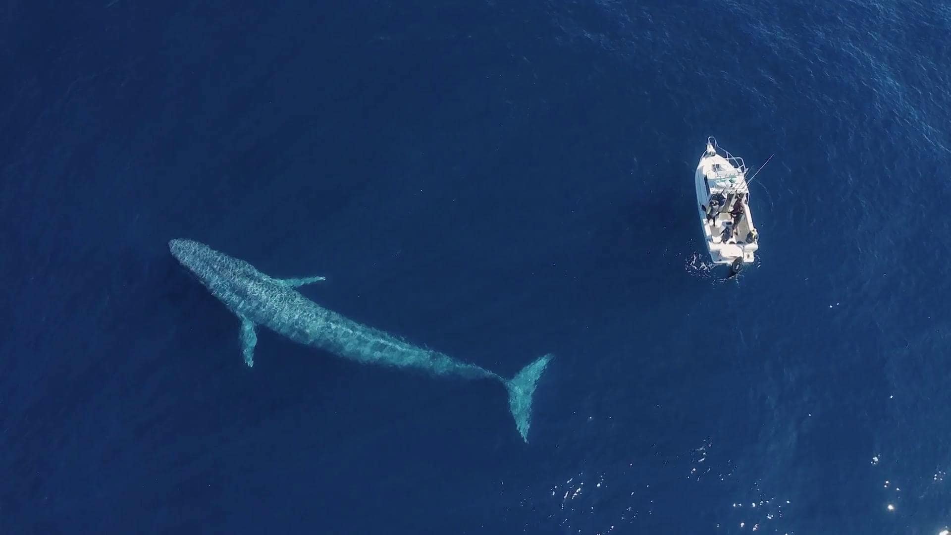 2. Terrorvalens hemligheter