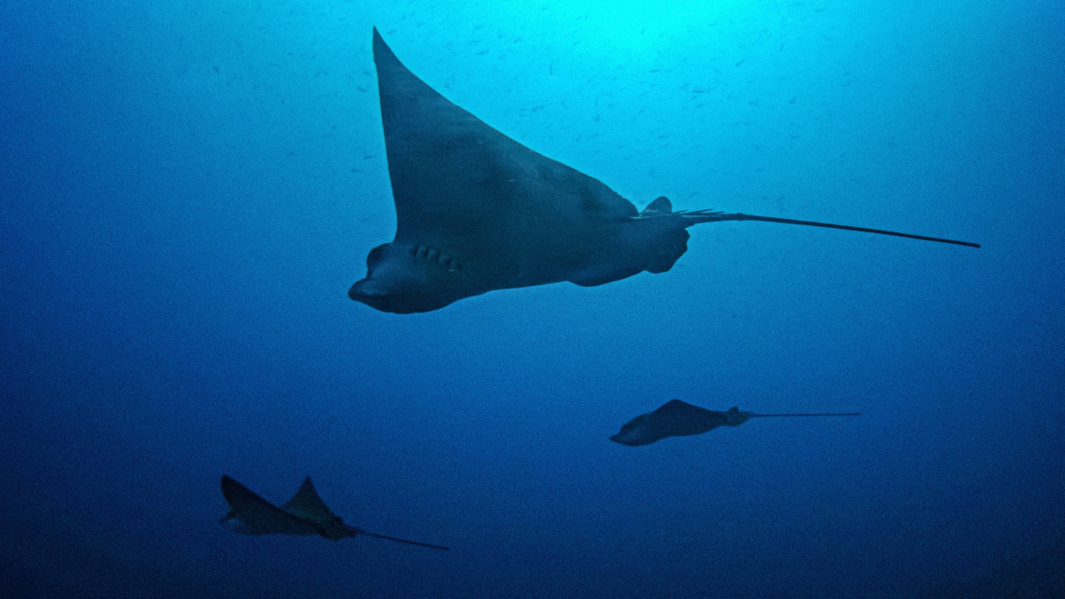 Pristine Seas: The Power of Protection