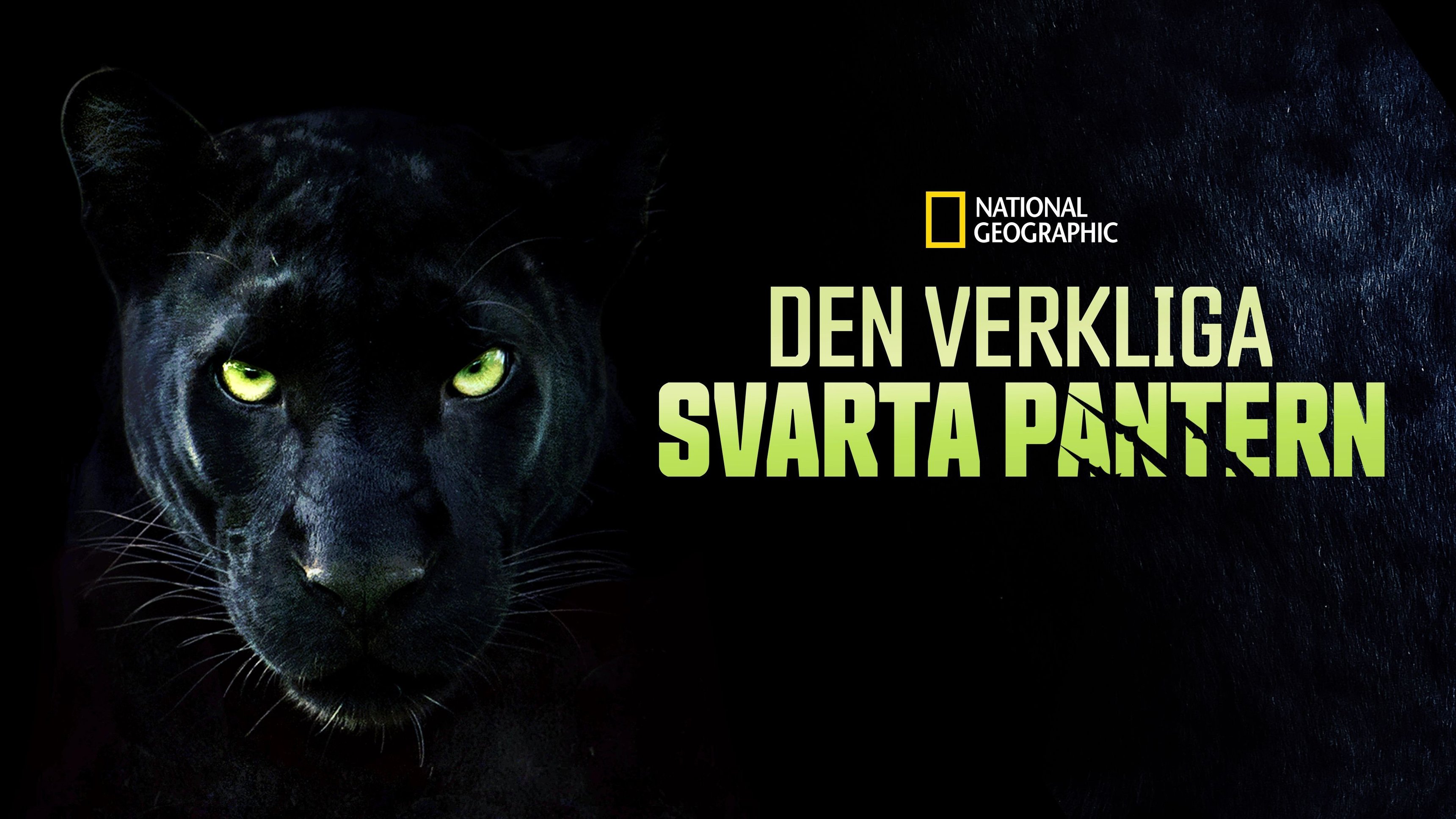 Den verkliga svarta pantern