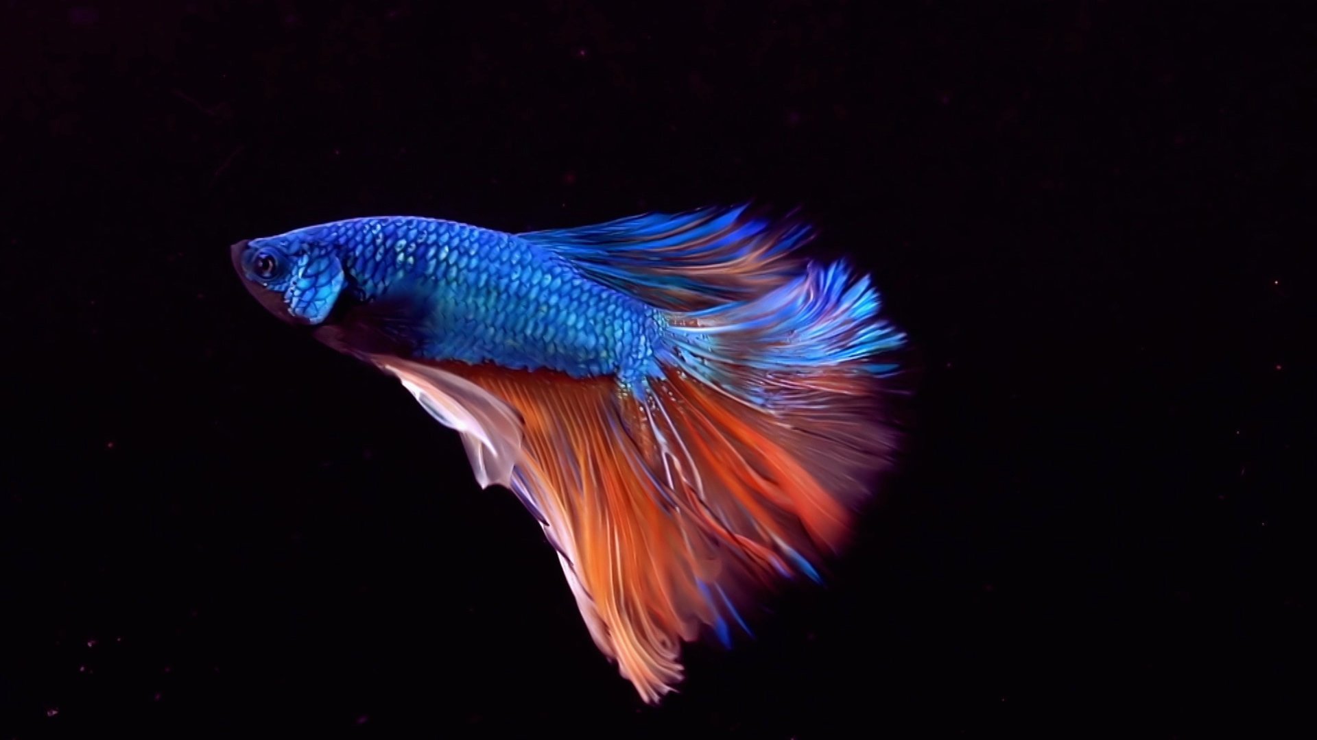 2. Smygande mördare