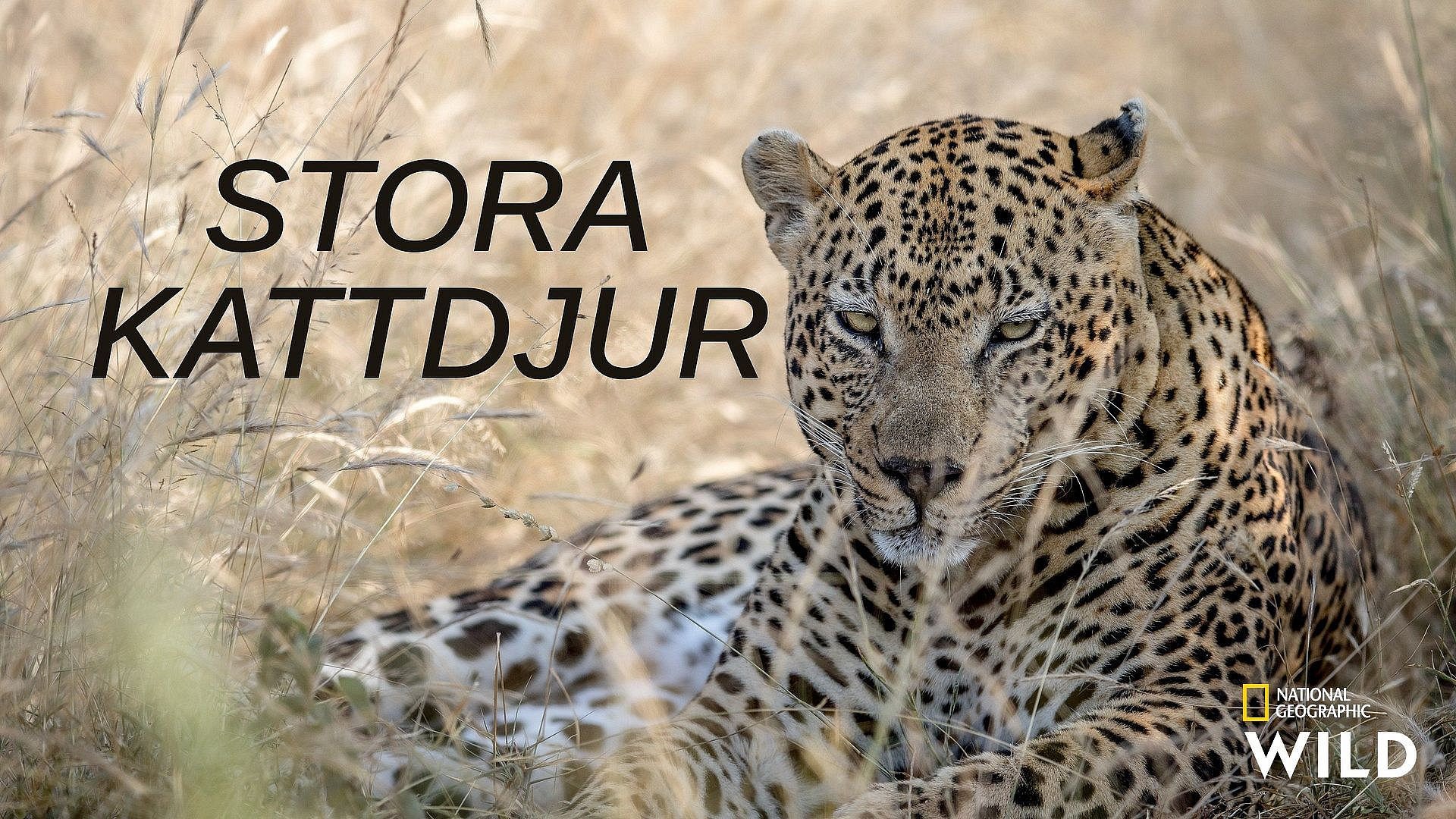 Stora kattdjur