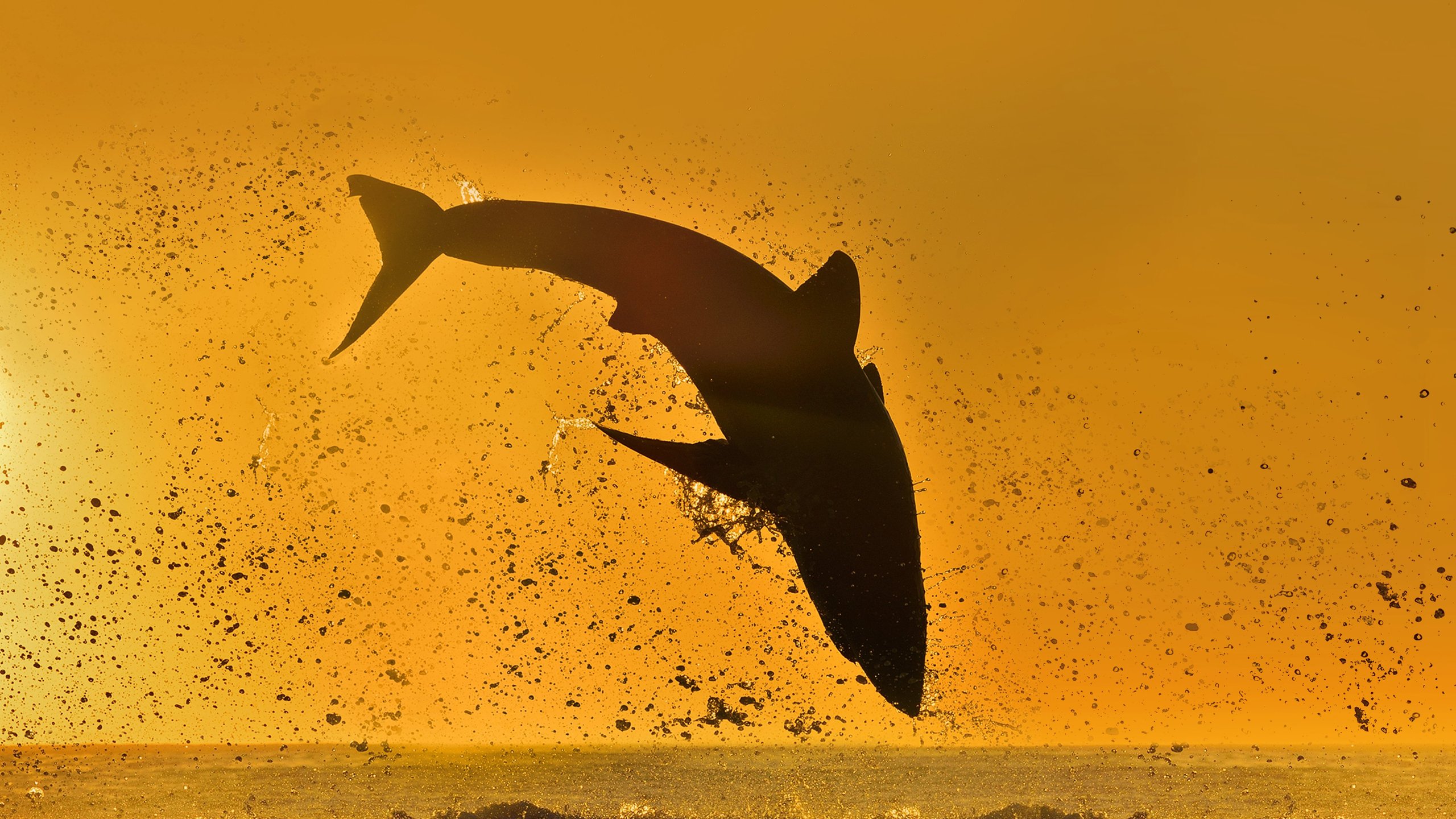 Air Jaws 2020
