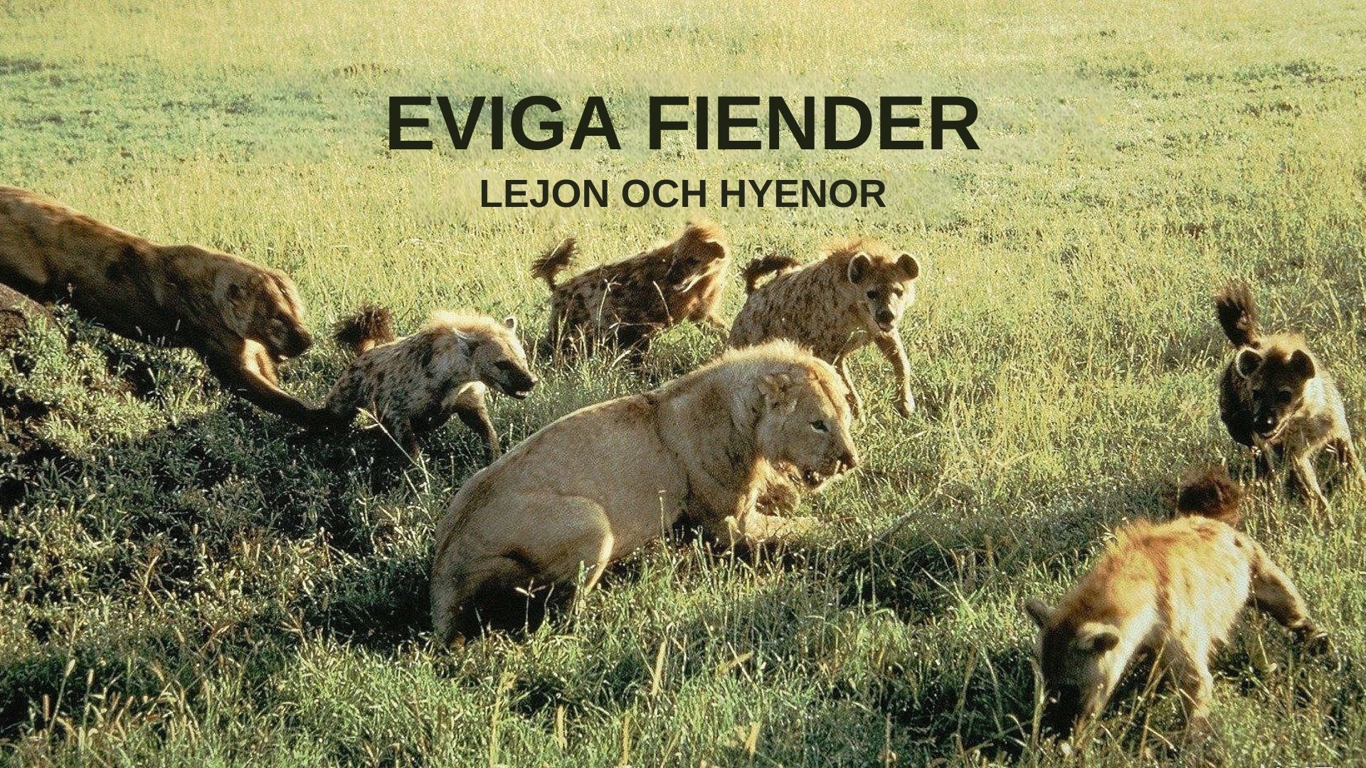 Eviga fiender: Lejon och hyenor