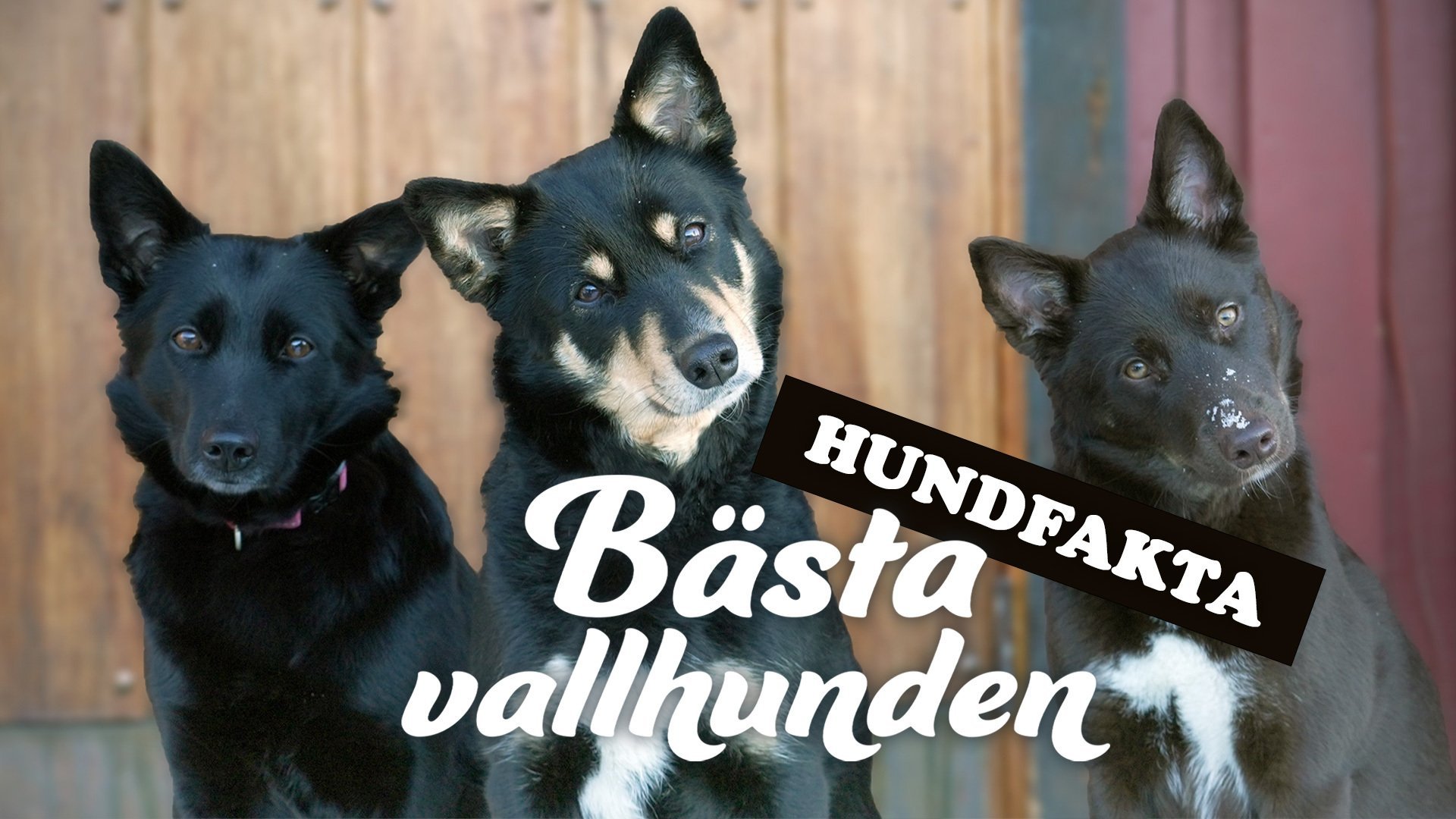 Hundfakta (romani kale)