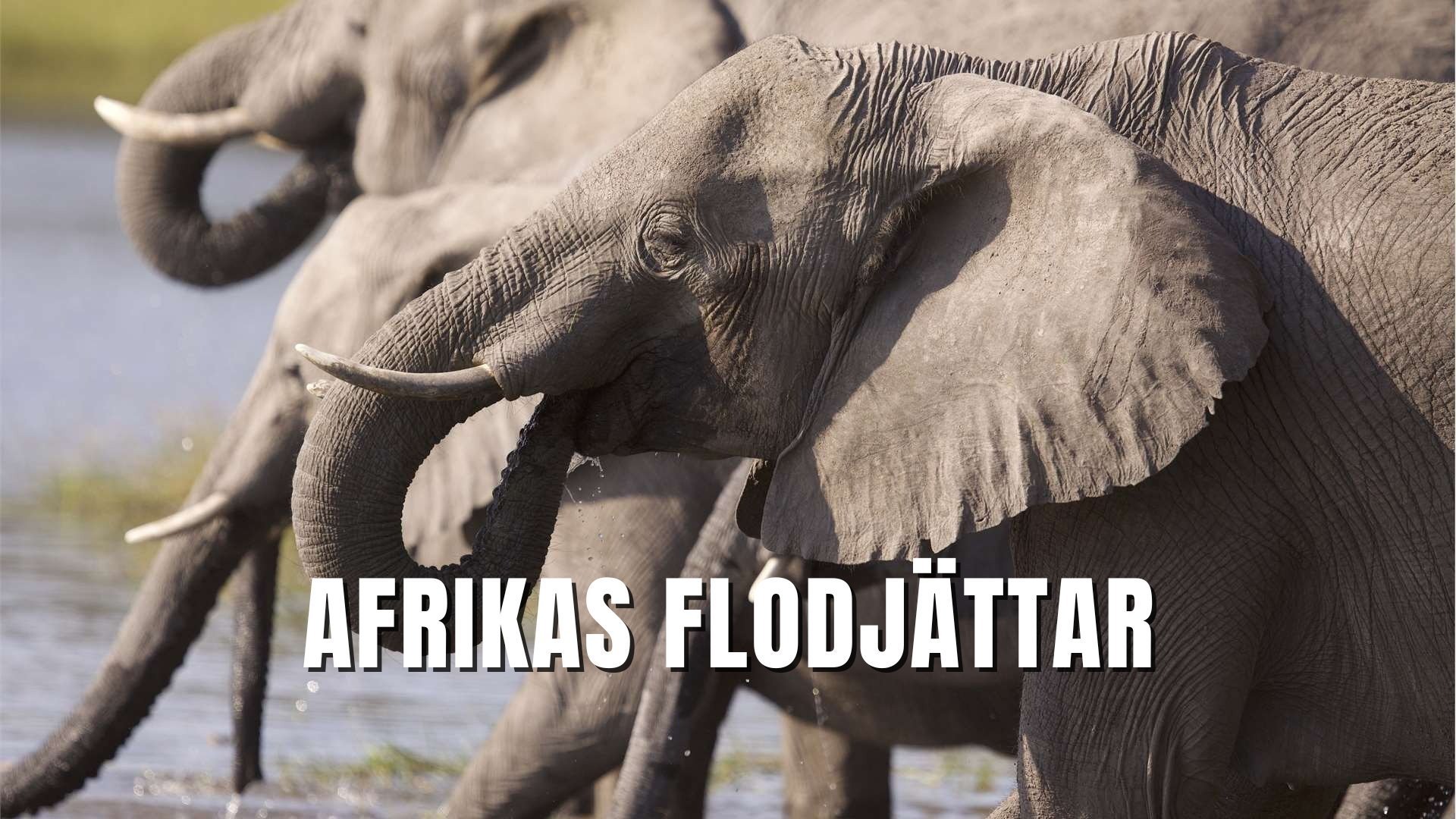 Afrikas flodjättar
