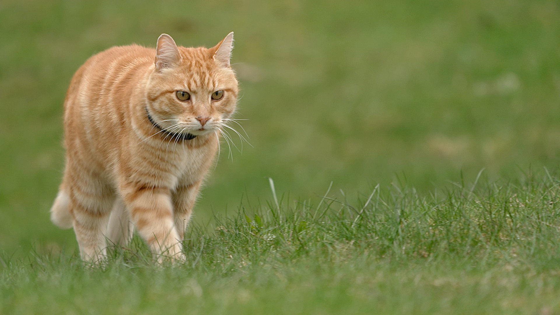En helg med Luffar-Lasse