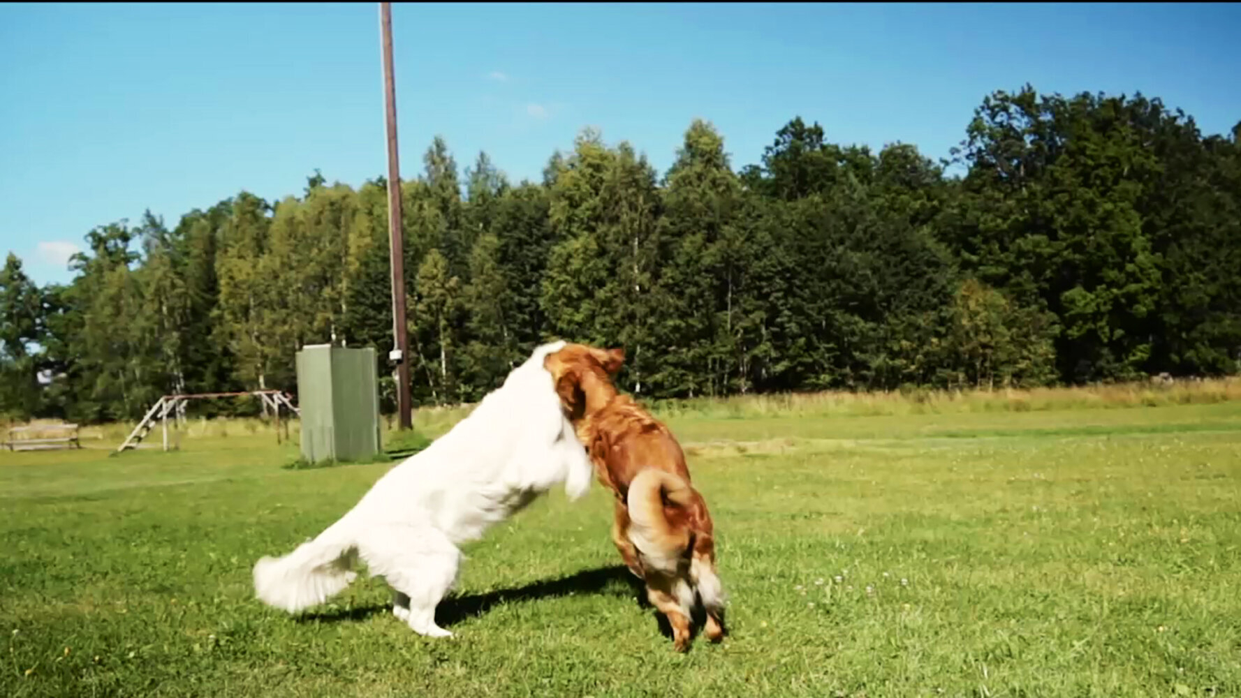 24. Hundar busar med varandra