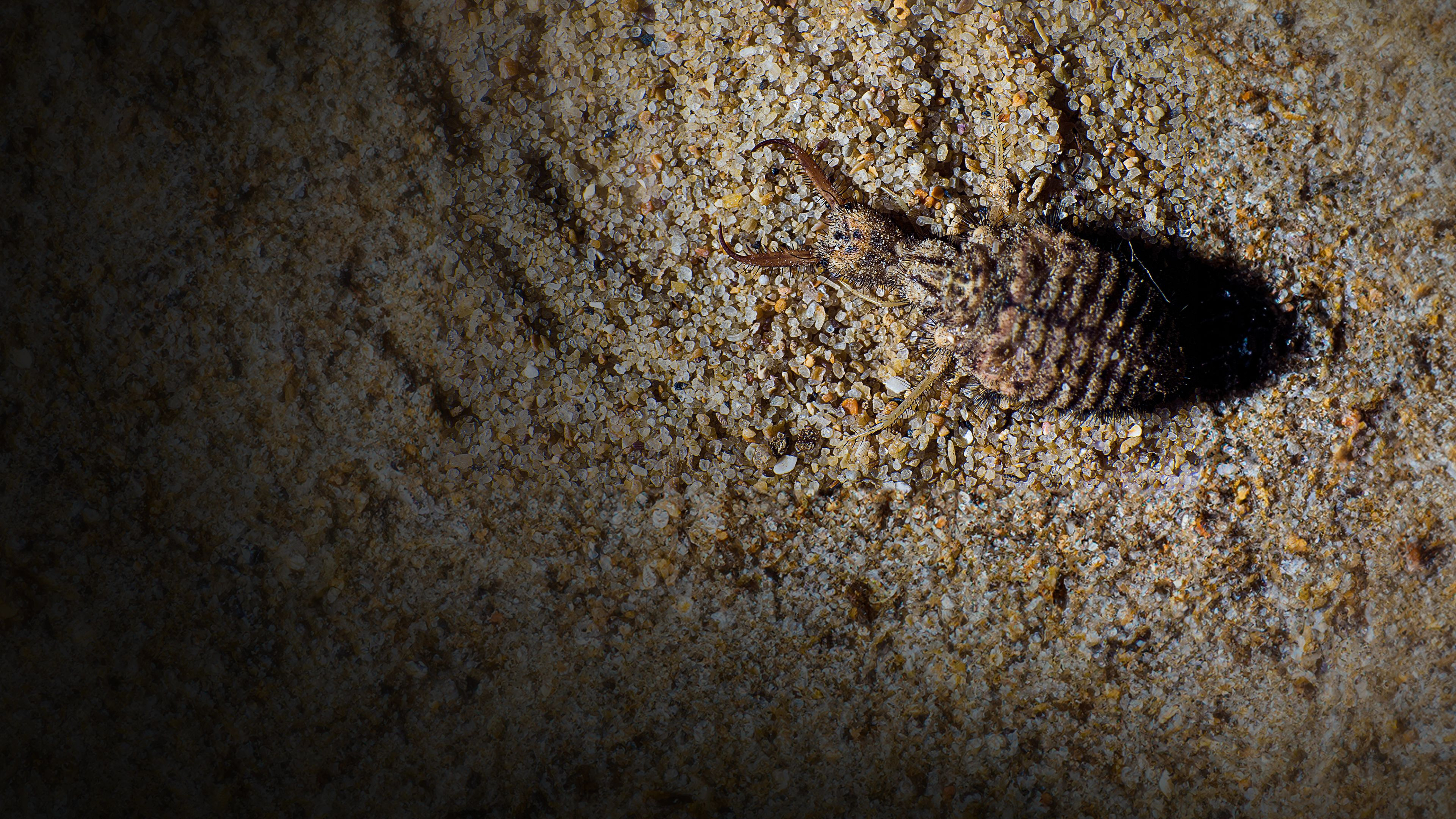 Little Matters: Insects