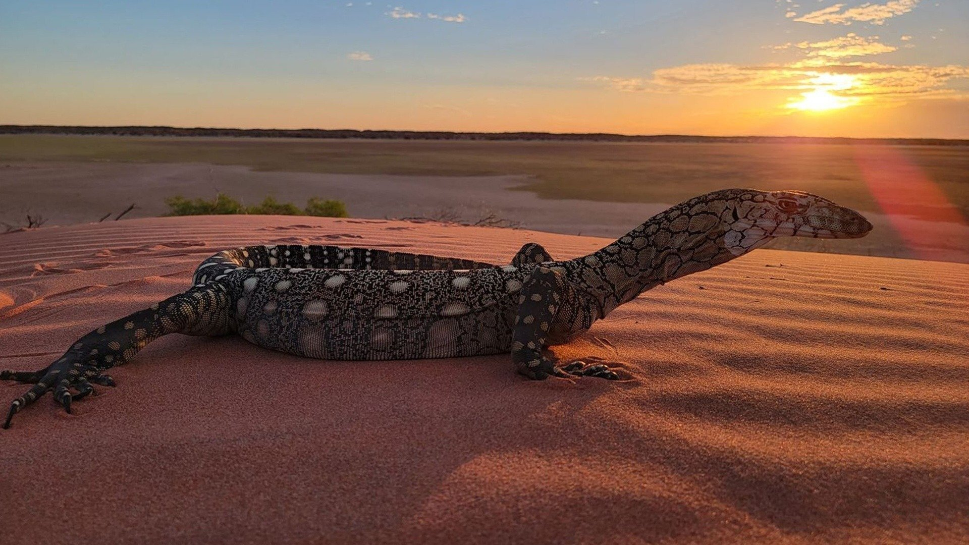 2. Desert Dwellers