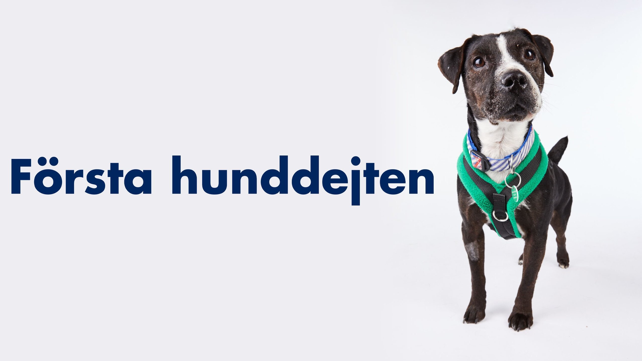 Första hunddejten