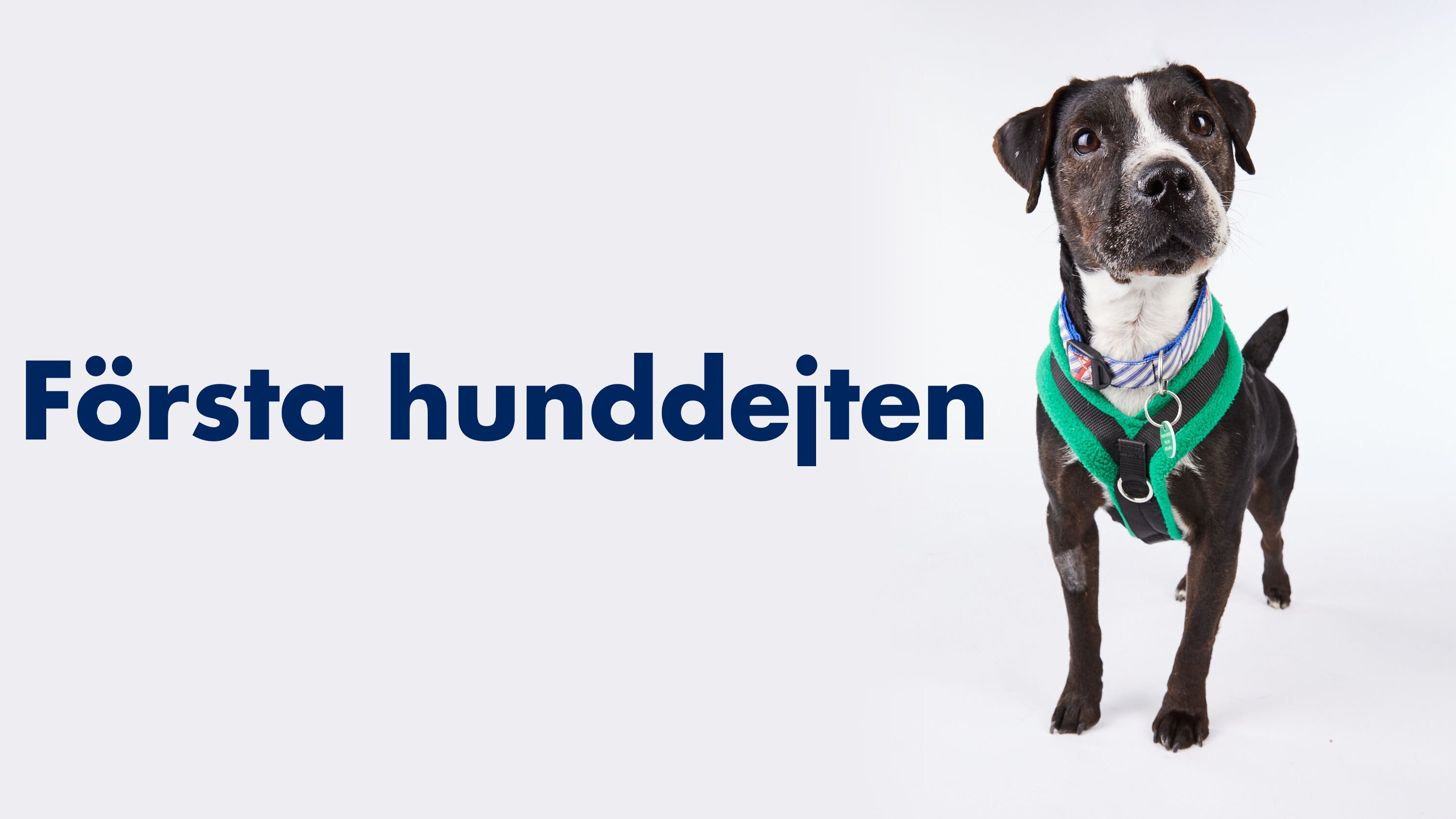 Första hunddejten