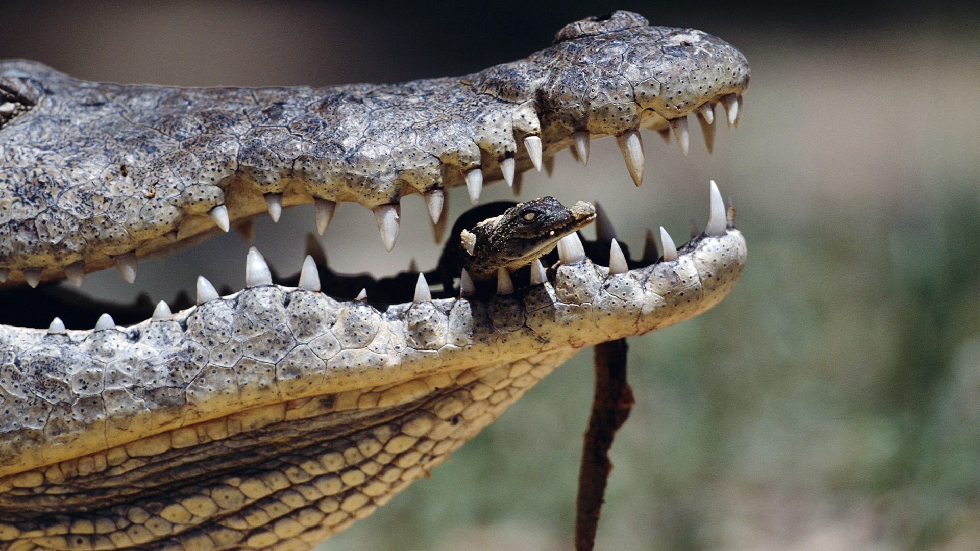 2. Krokodil
