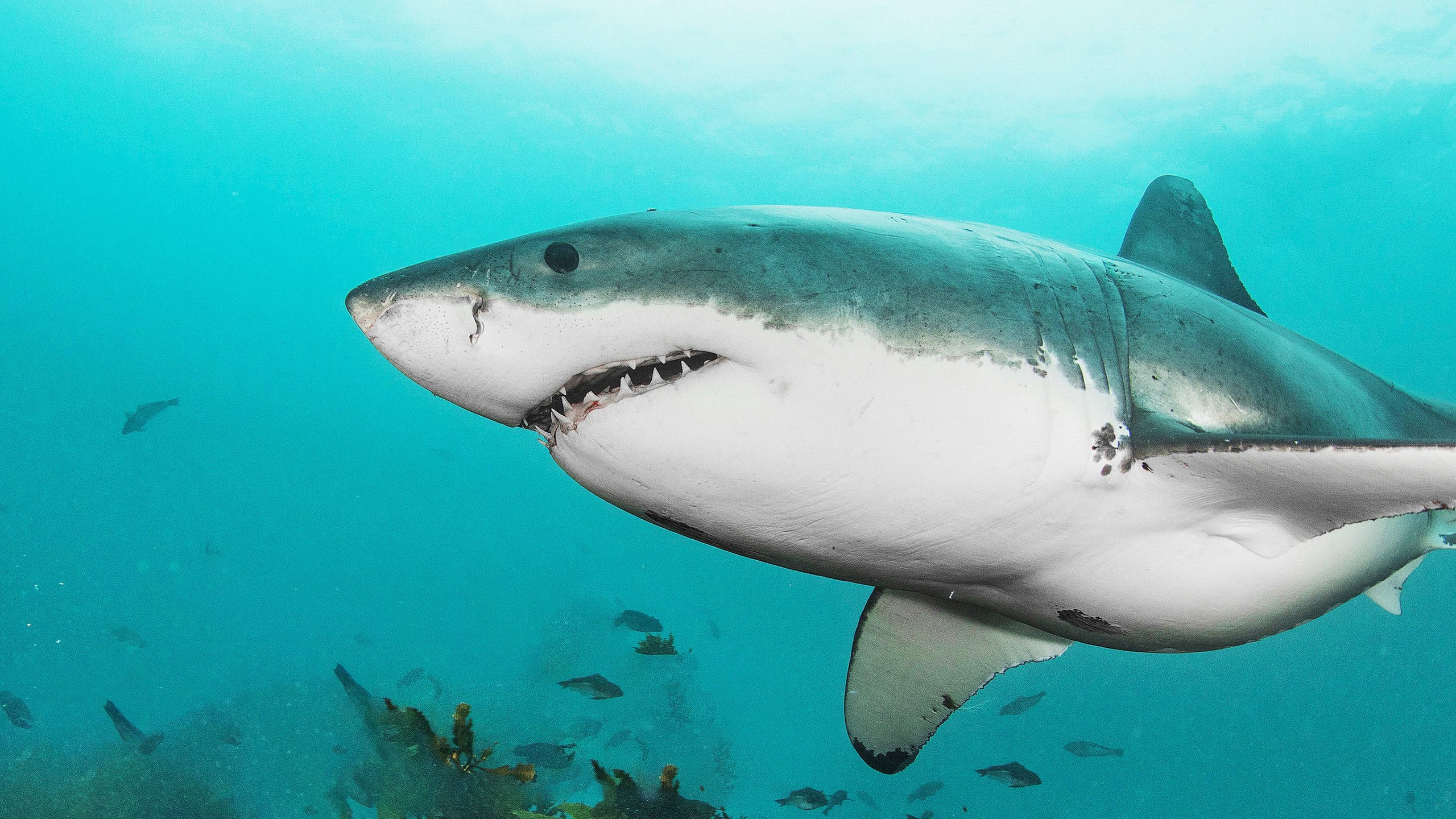 Jaws Awakens
