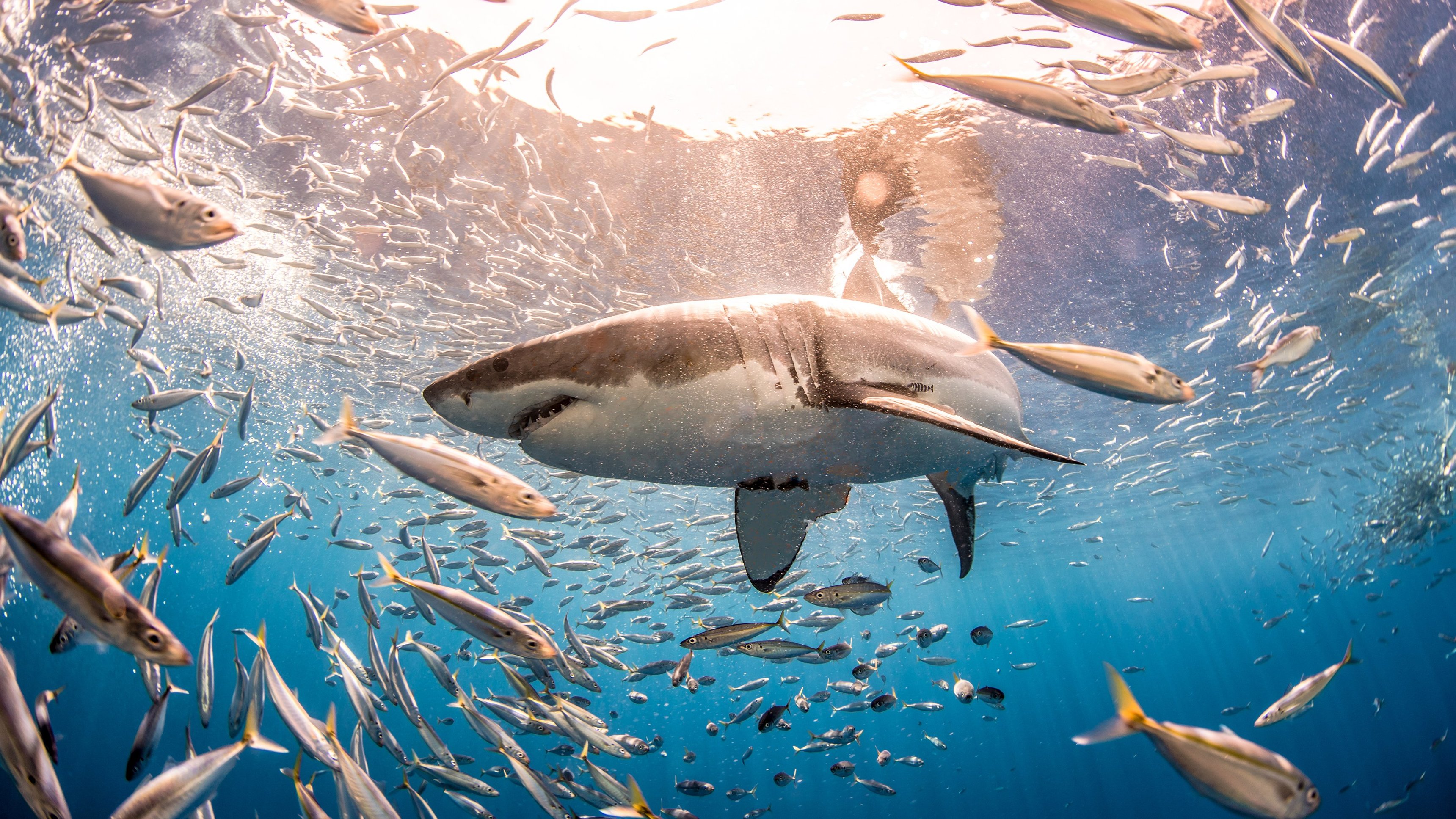 30 Years Of Shark And Awe