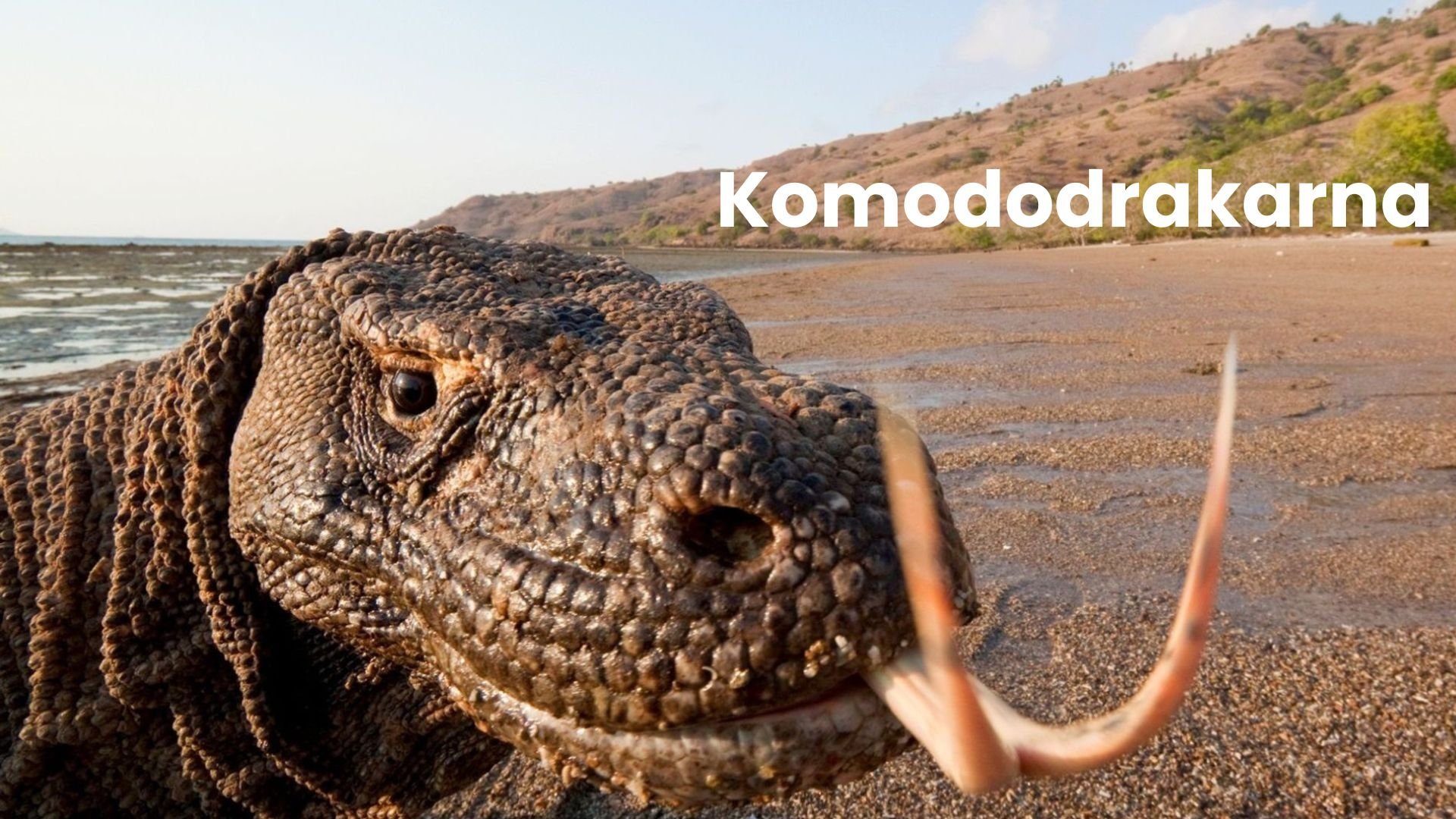 Komododrakarna