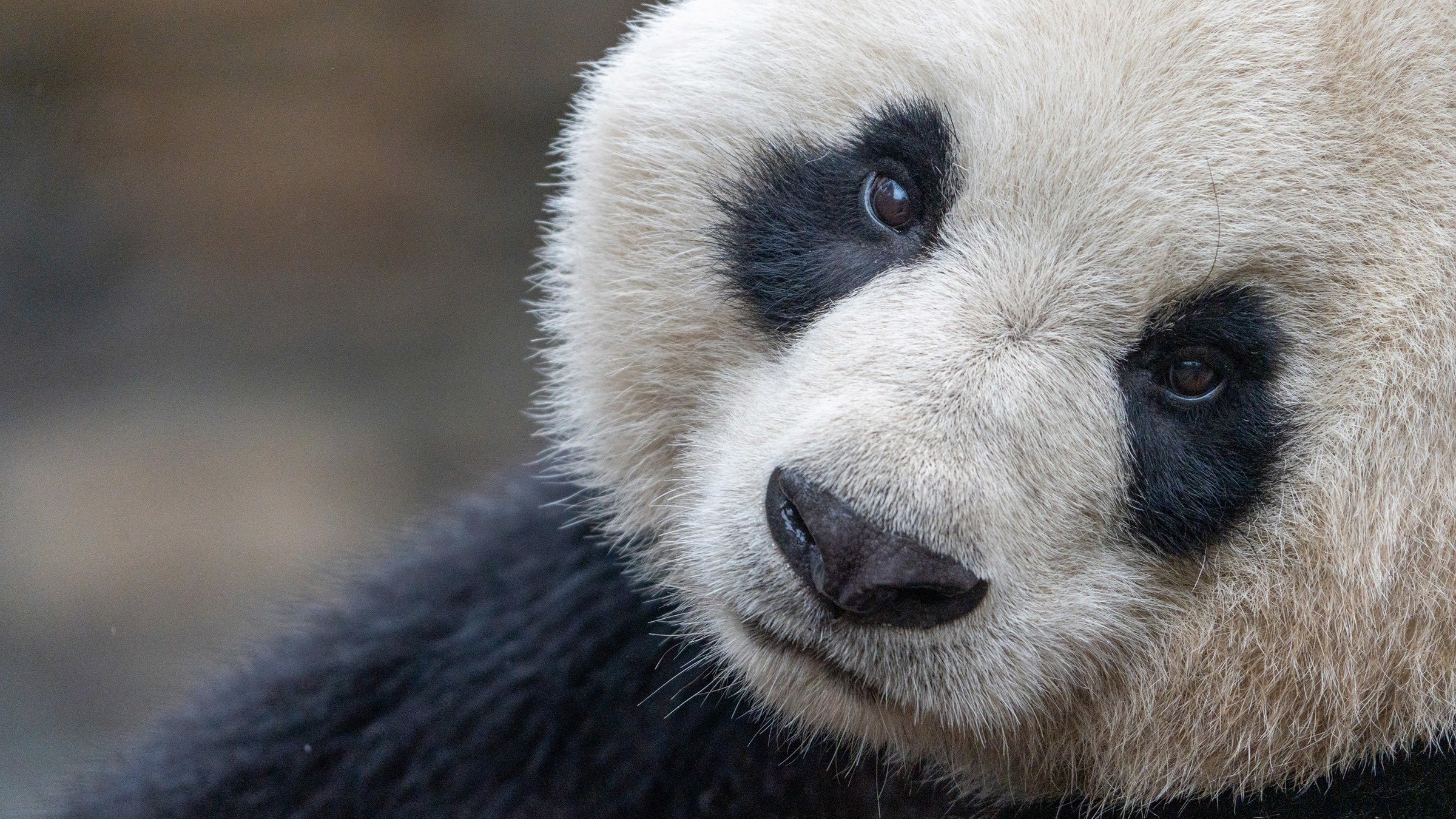 Panda School
