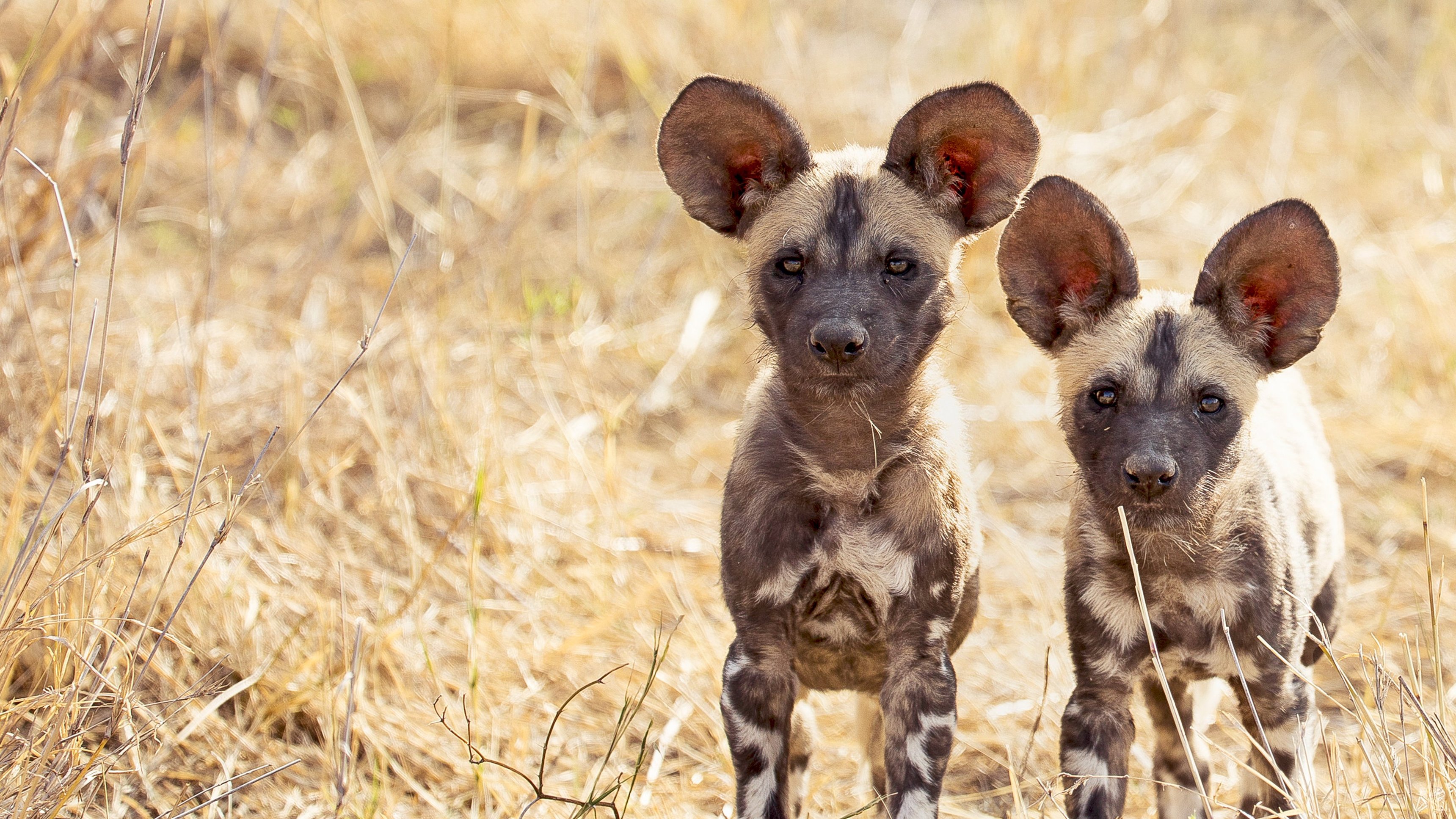 1. Fienden i familjen