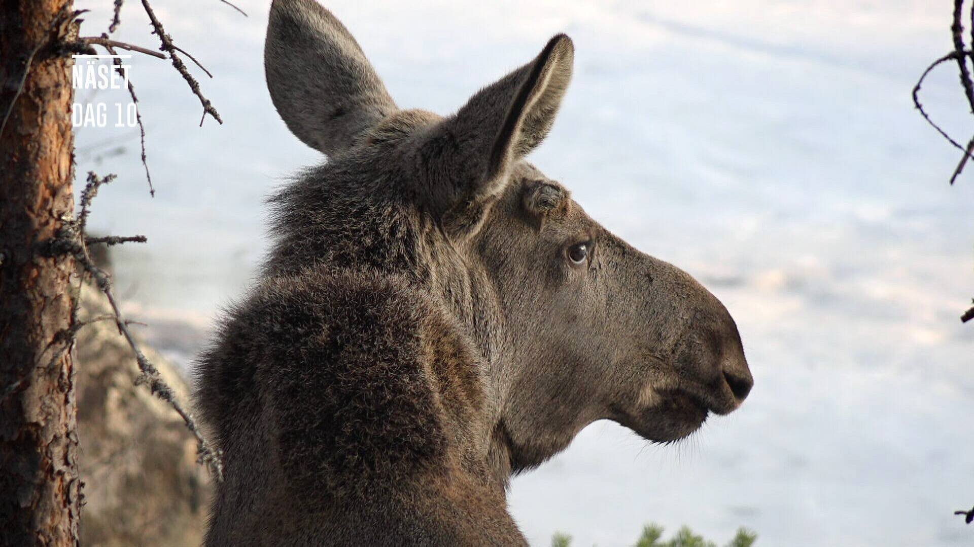 Älgvandringen - höjdpunkter 2019