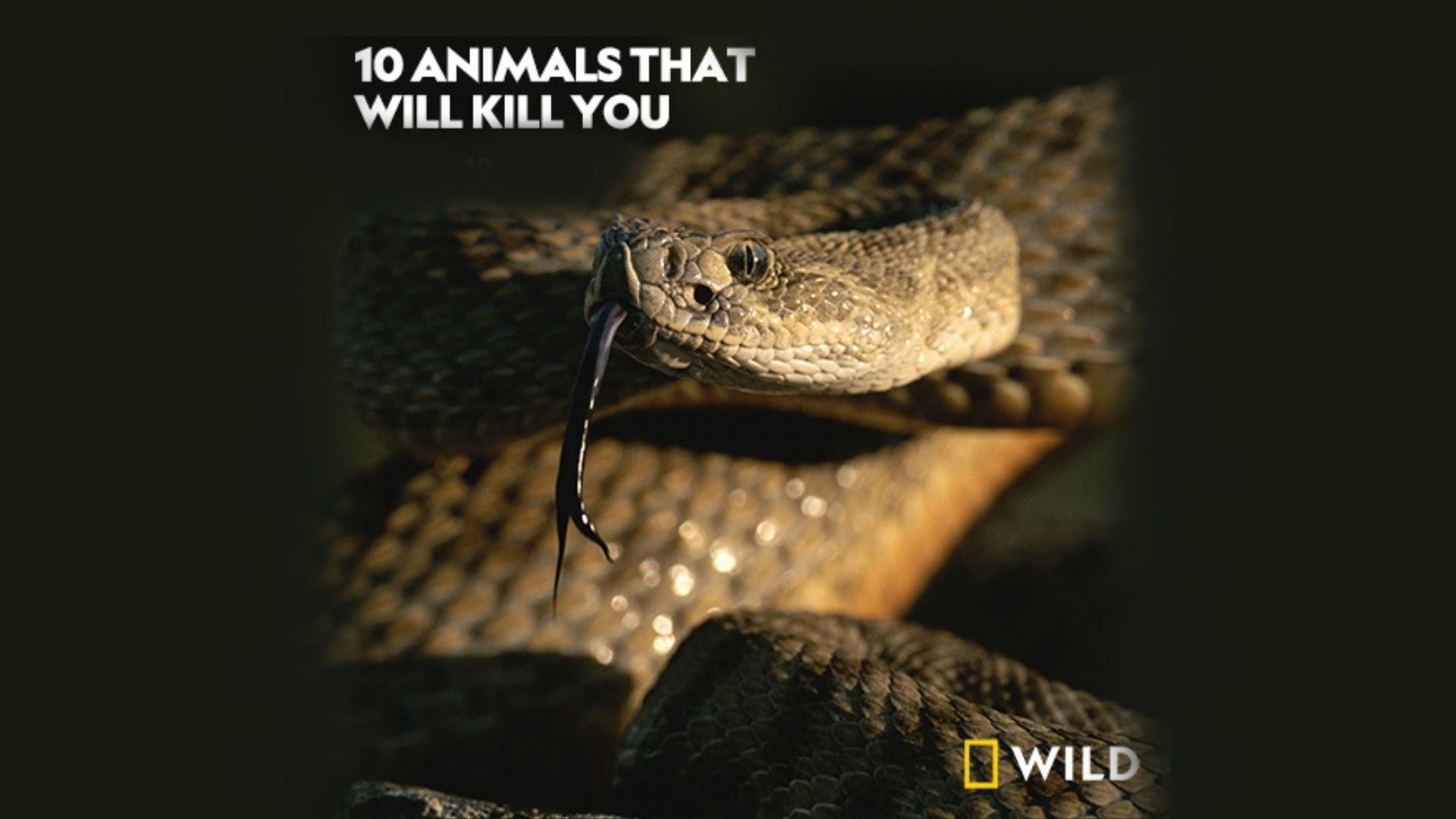 10 dödliga djur: Bisarra angrepp