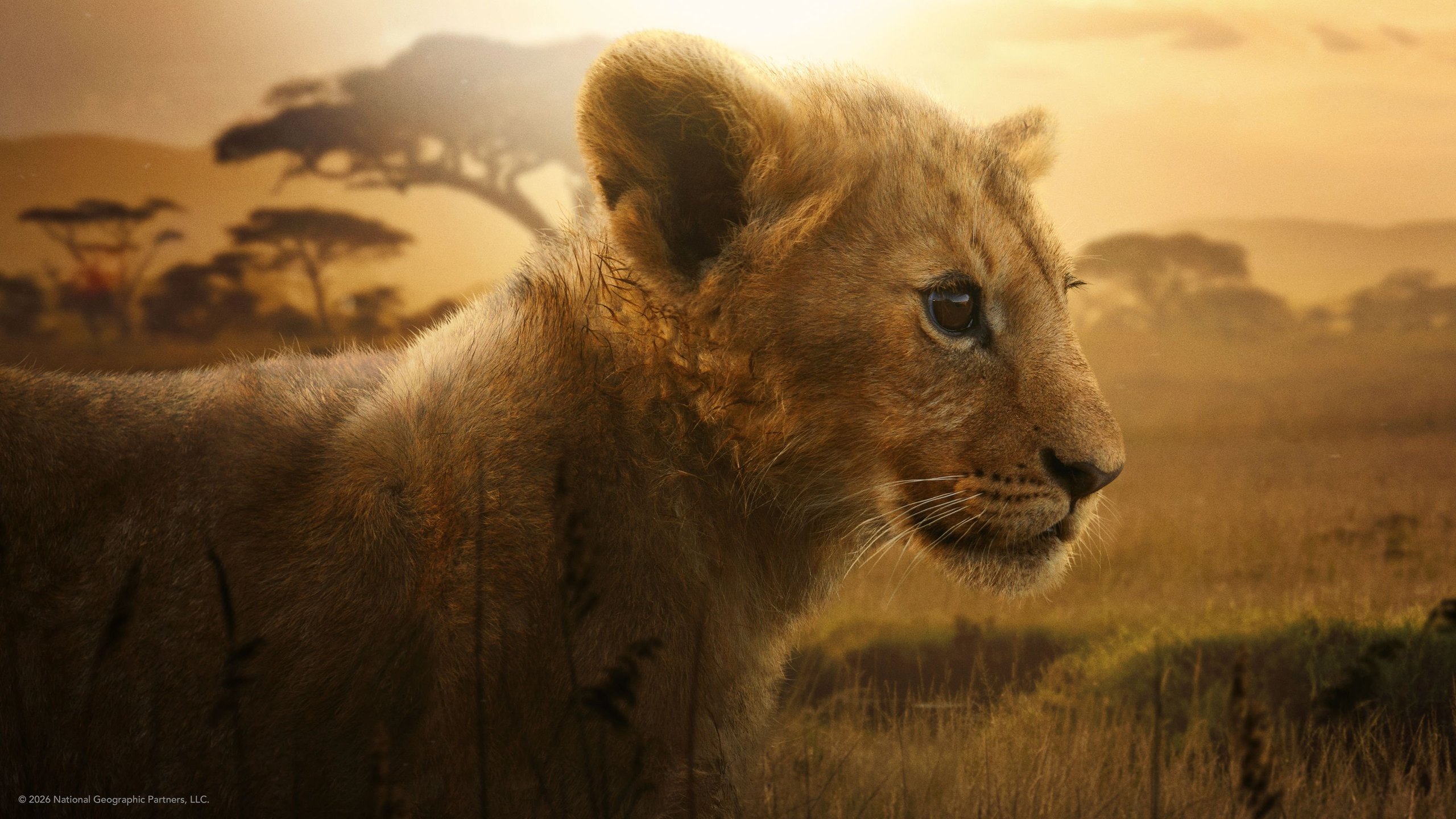 Lion