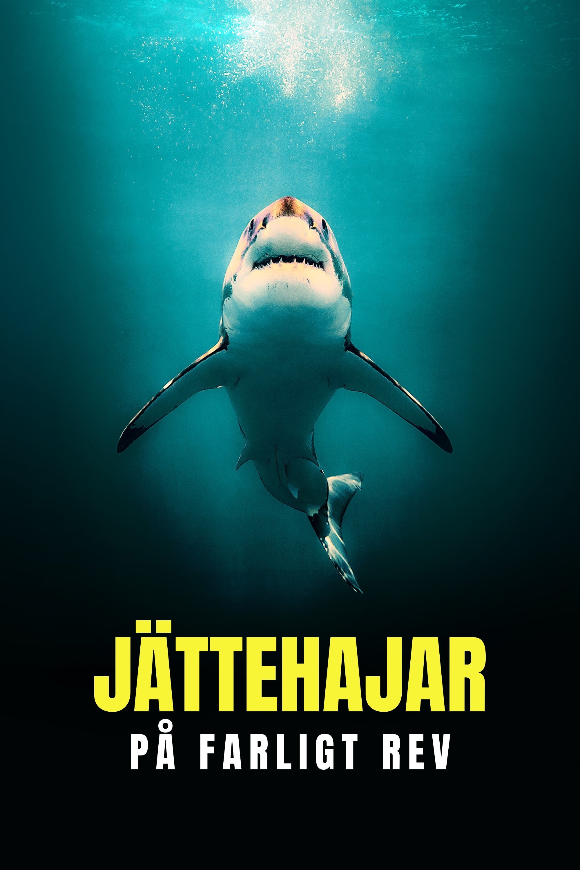Jättehajar på farligt rev