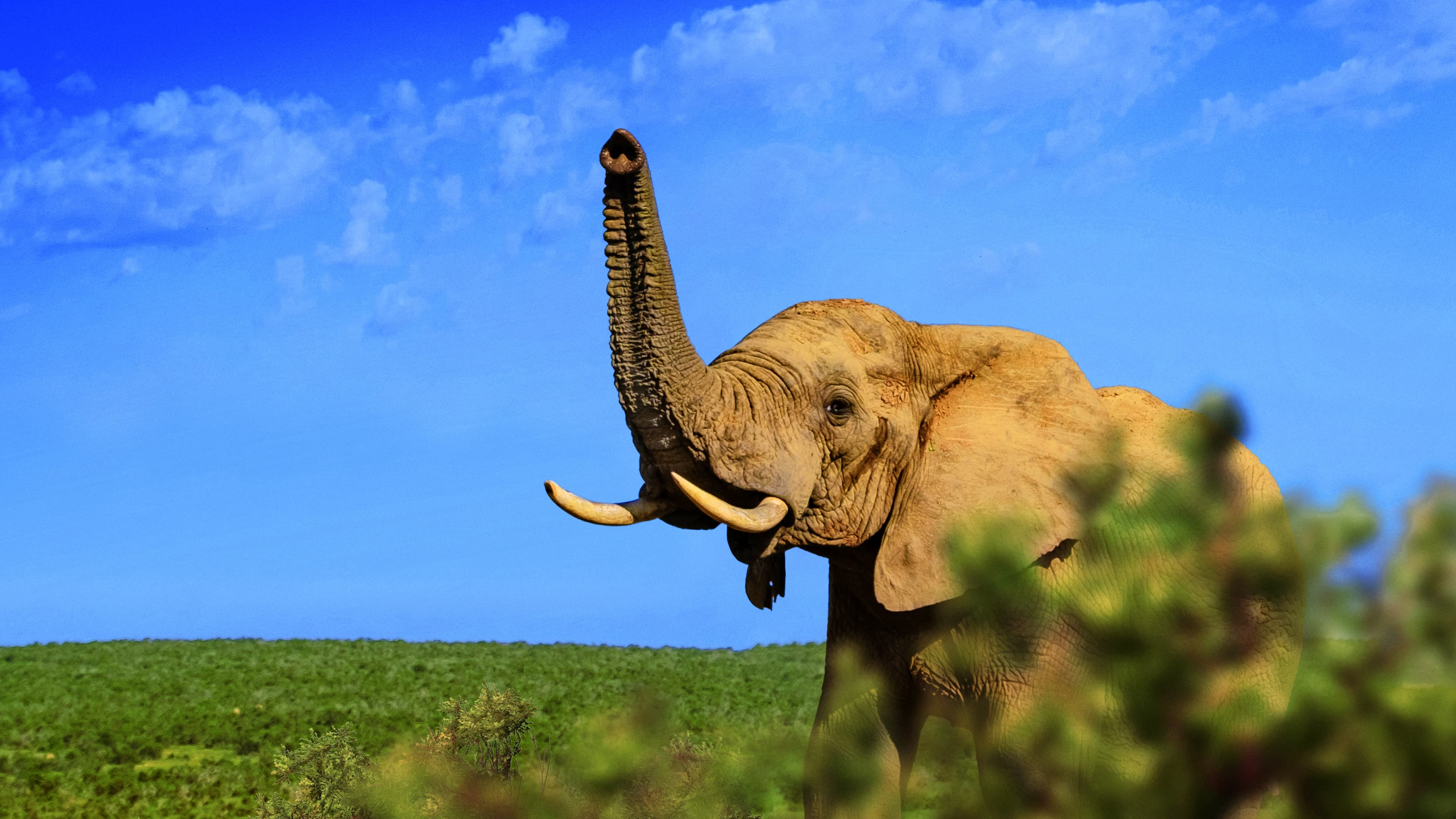 Gorongosa: Det pånyttfödda paradiset