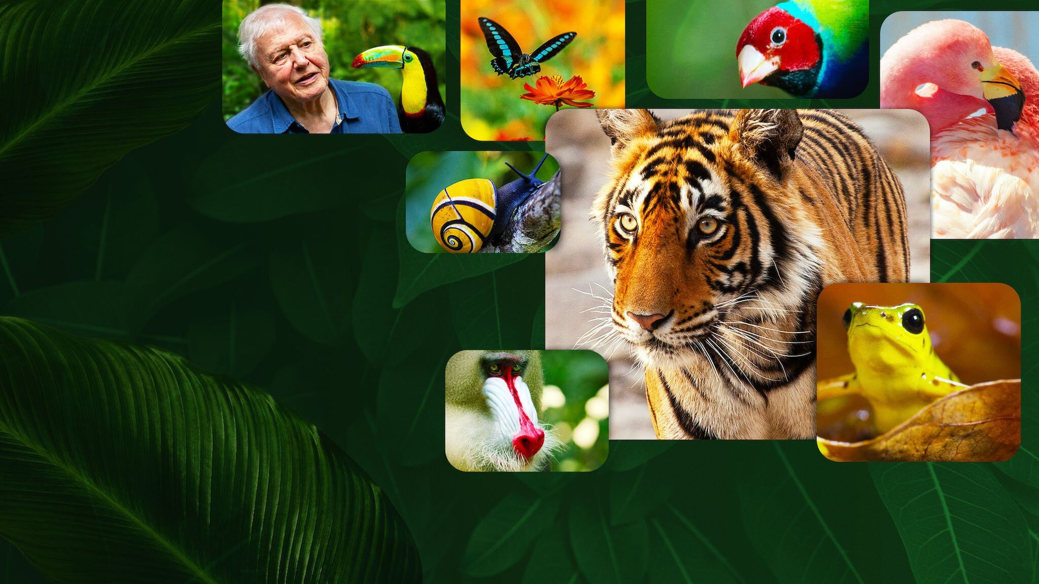 Naturens färger med David Attenborough