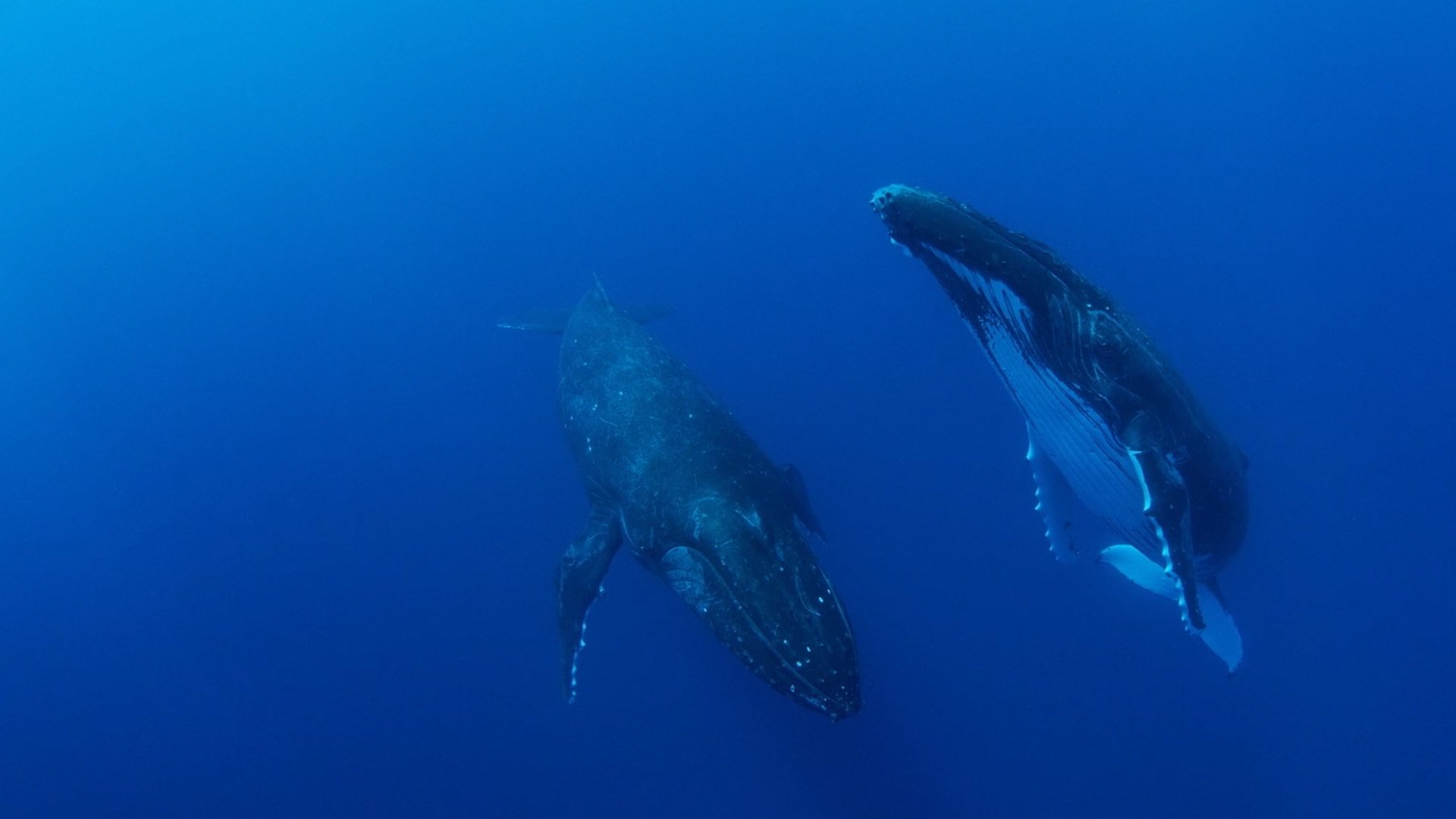 Big Miracle