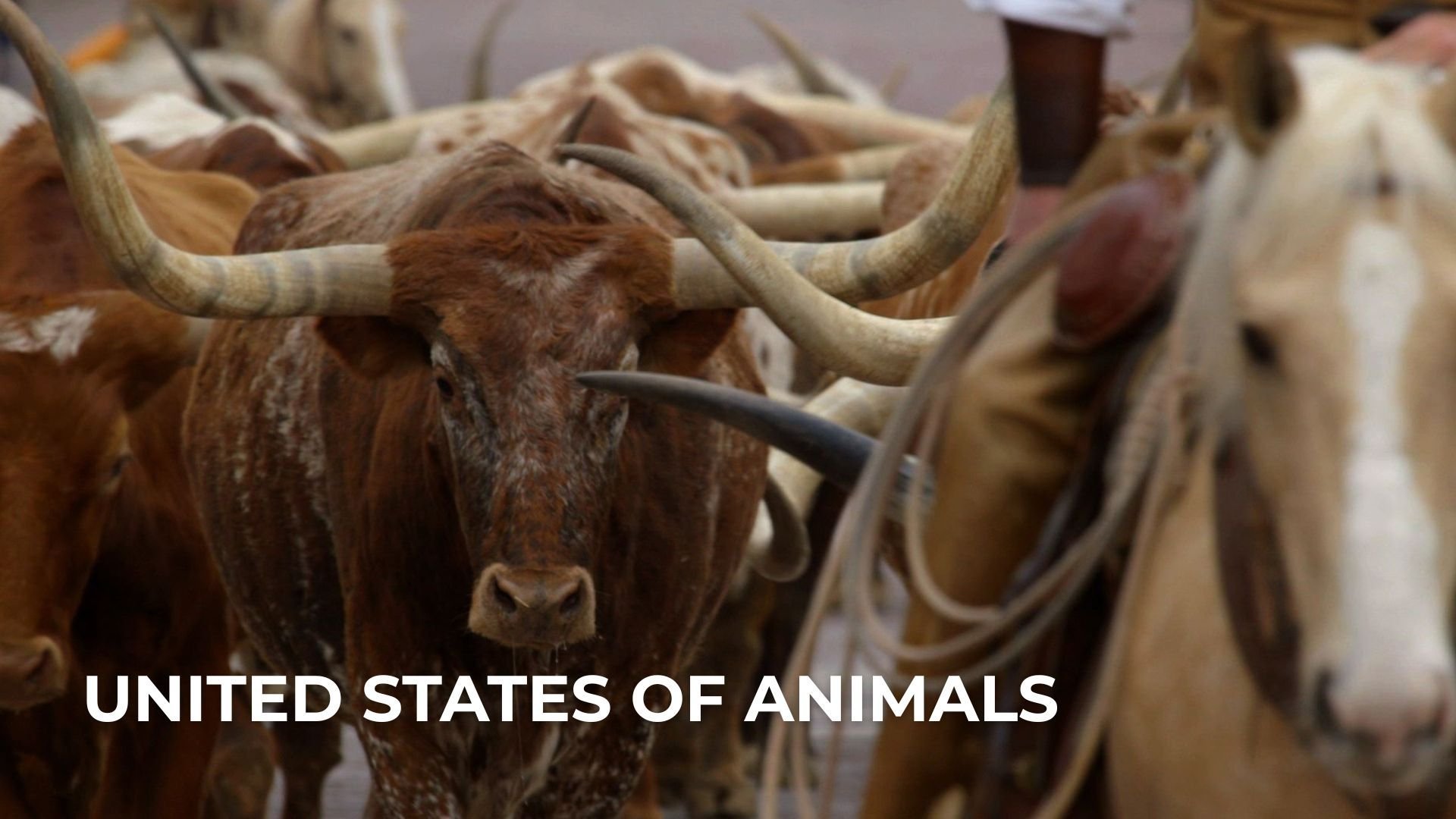 United States of Animals